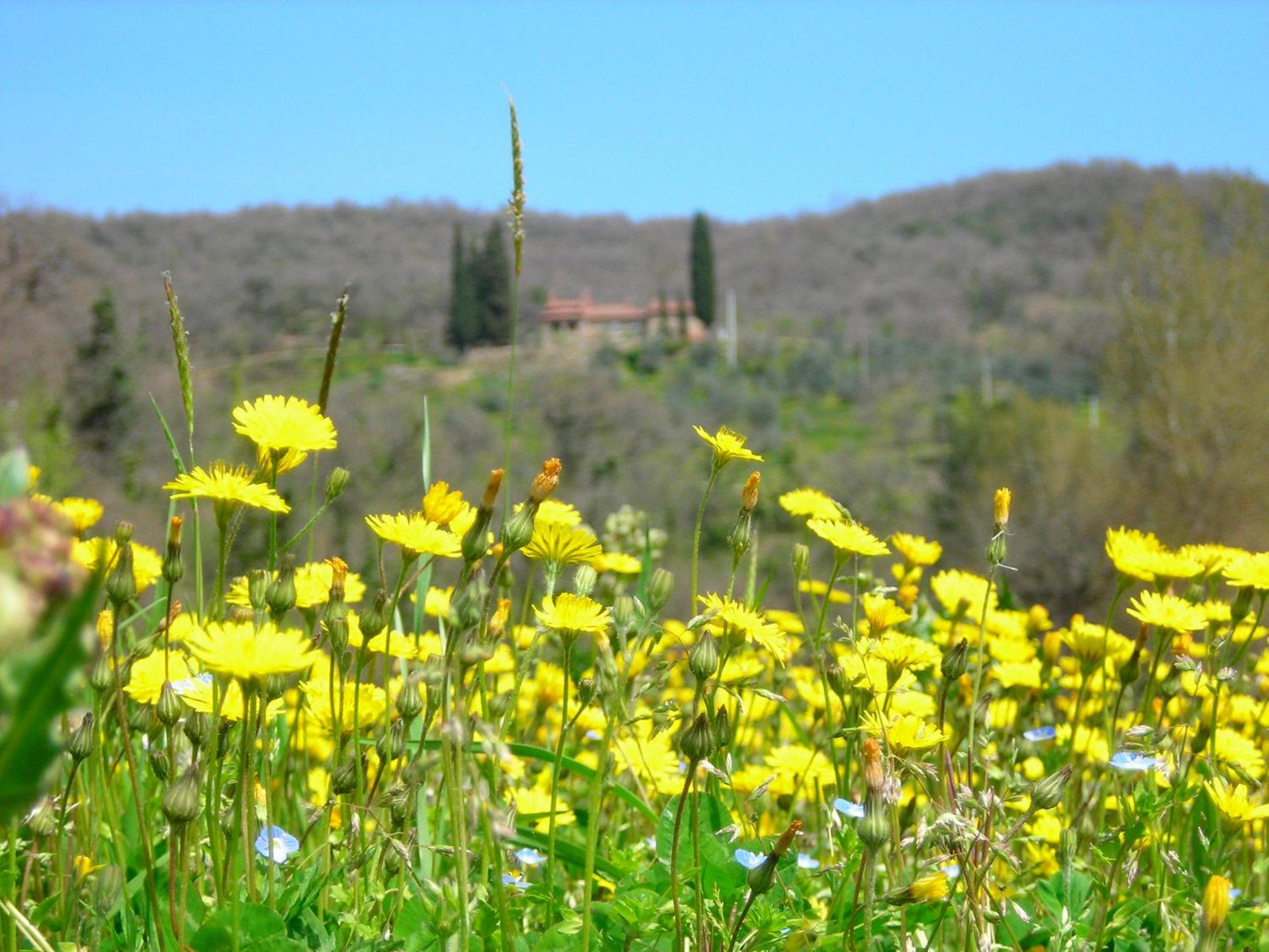 Allegro Agriturismo Argiano