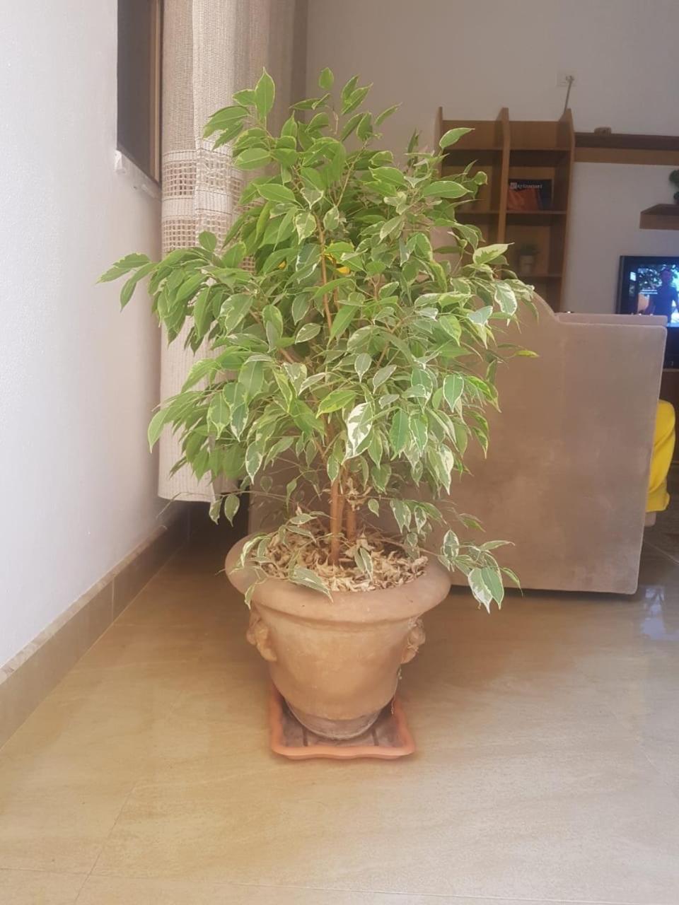 Sixth Apartment