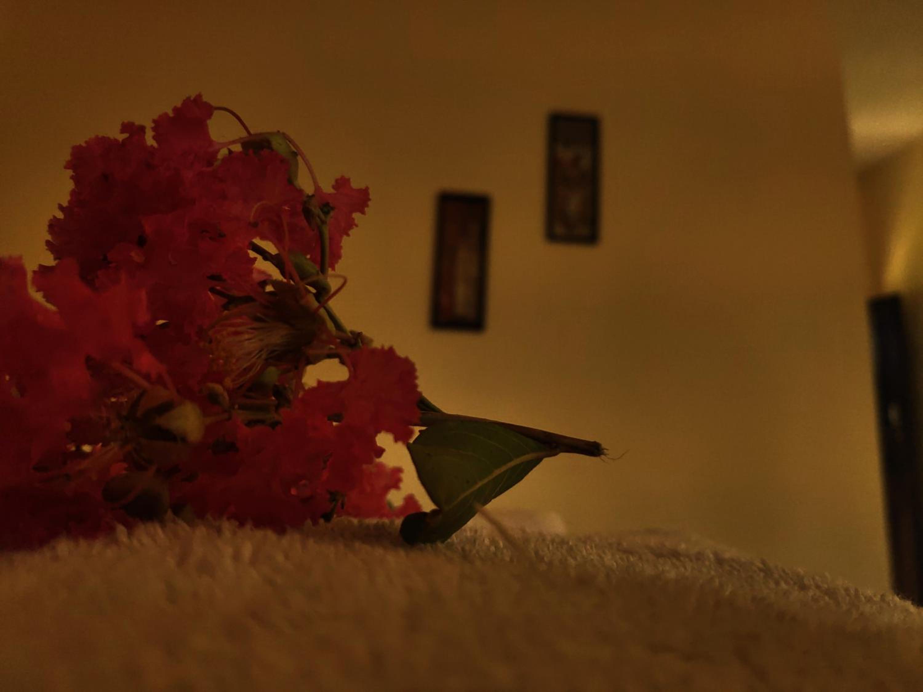 Nature Care Village Farmstay- Rajaji National Park view 4