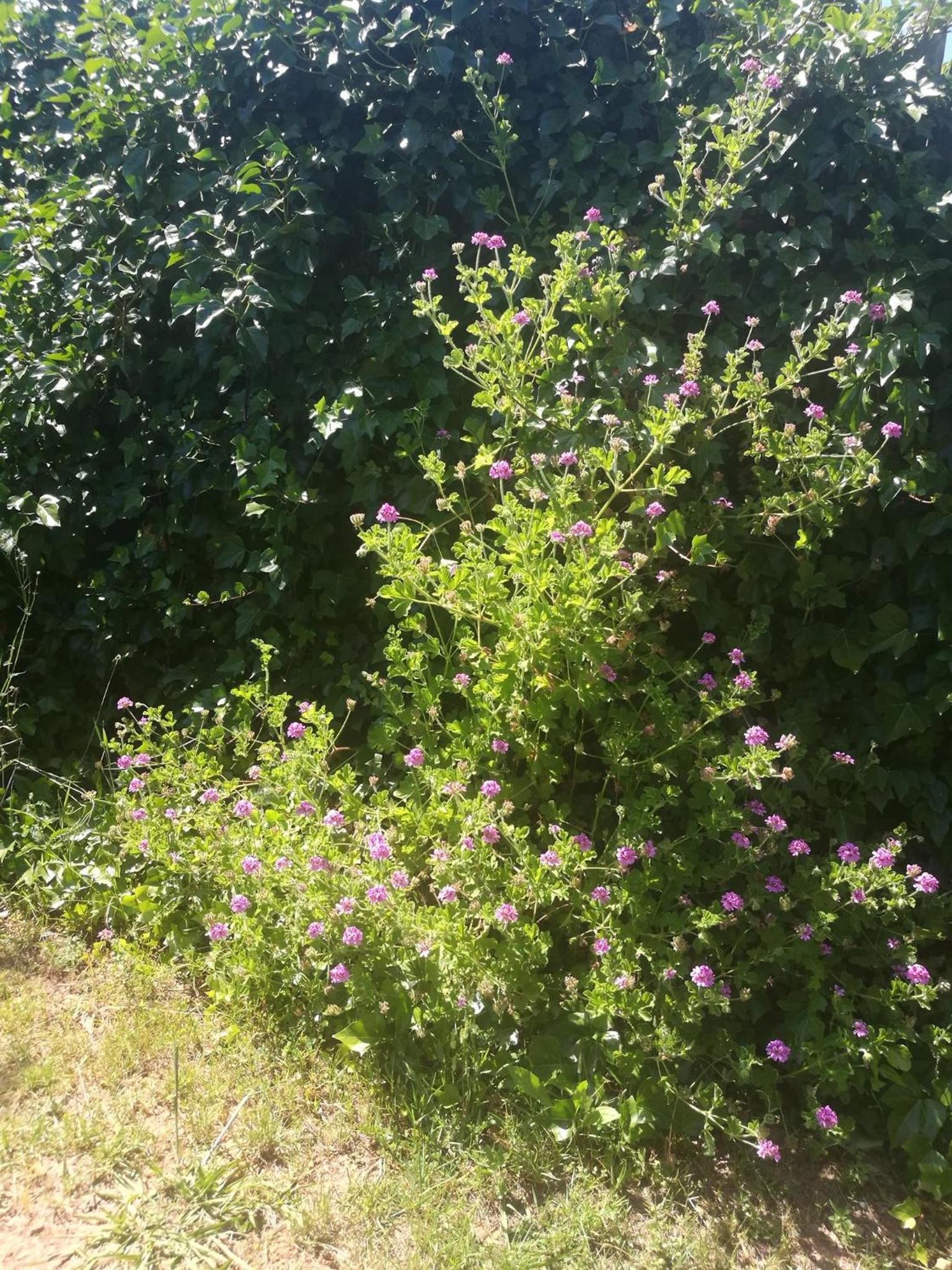 Photo 104
