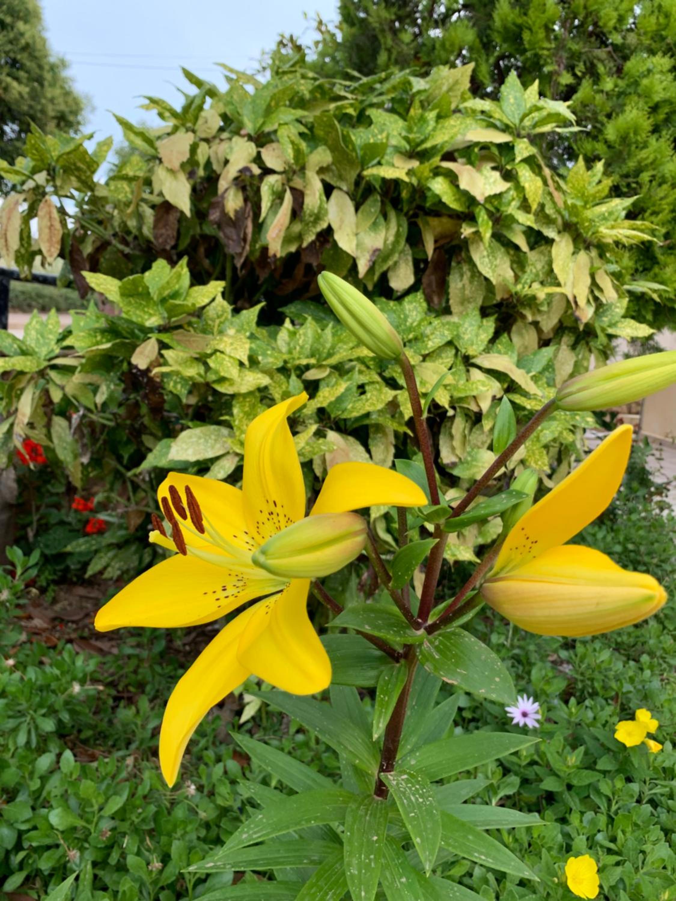 Flower Garden Villa