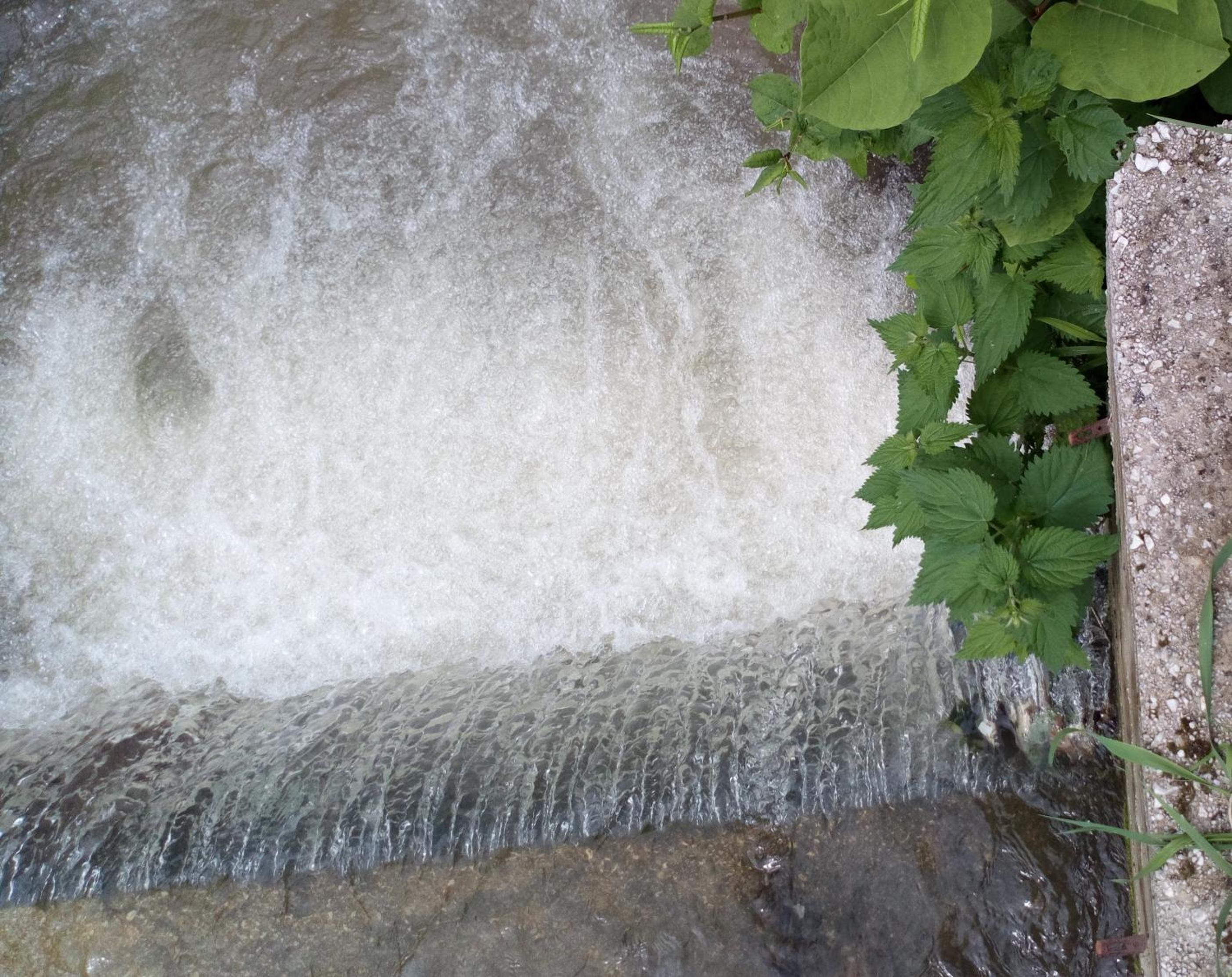 Cottage Forest Stream
