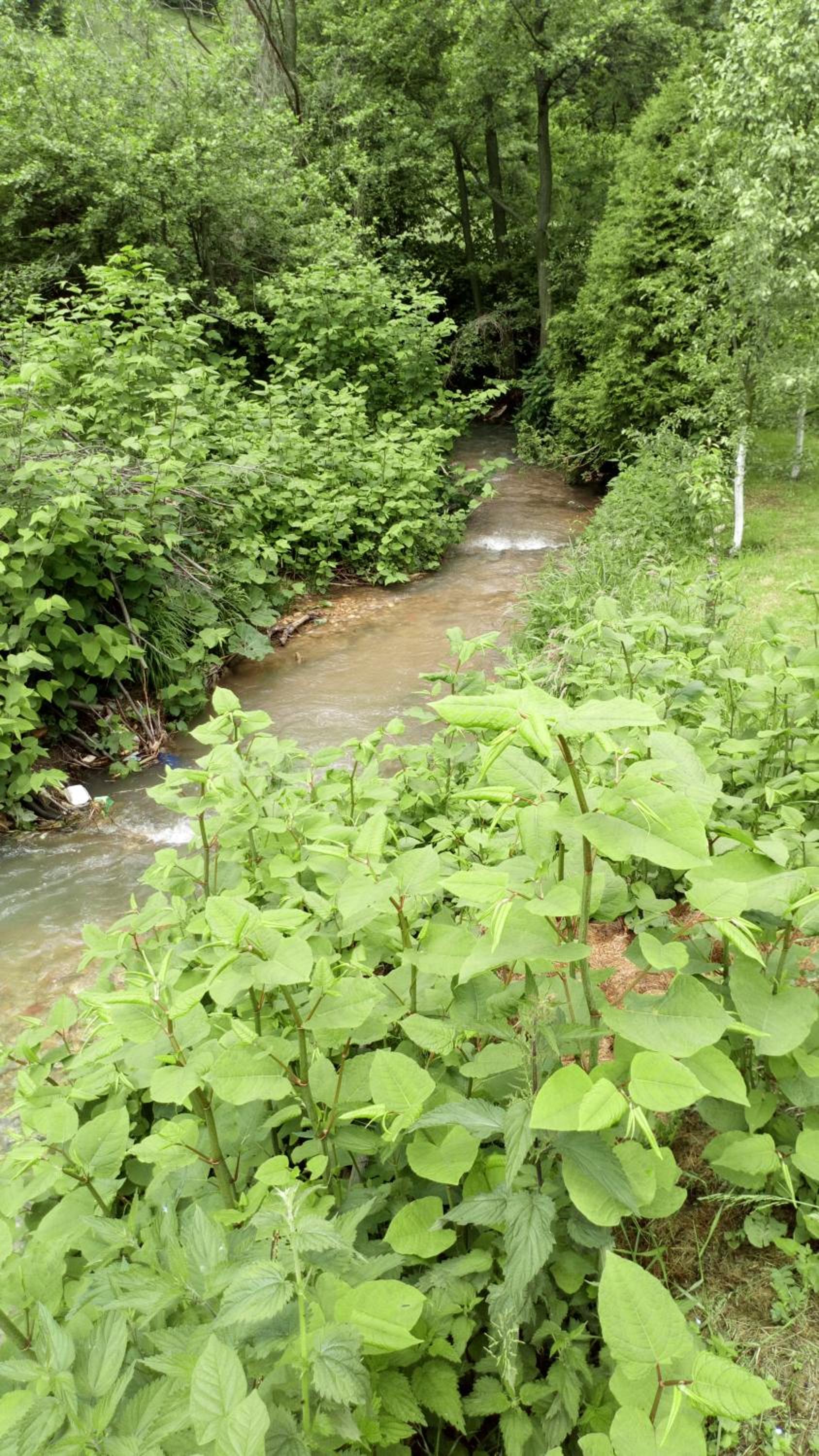 Cottage Forest Stream