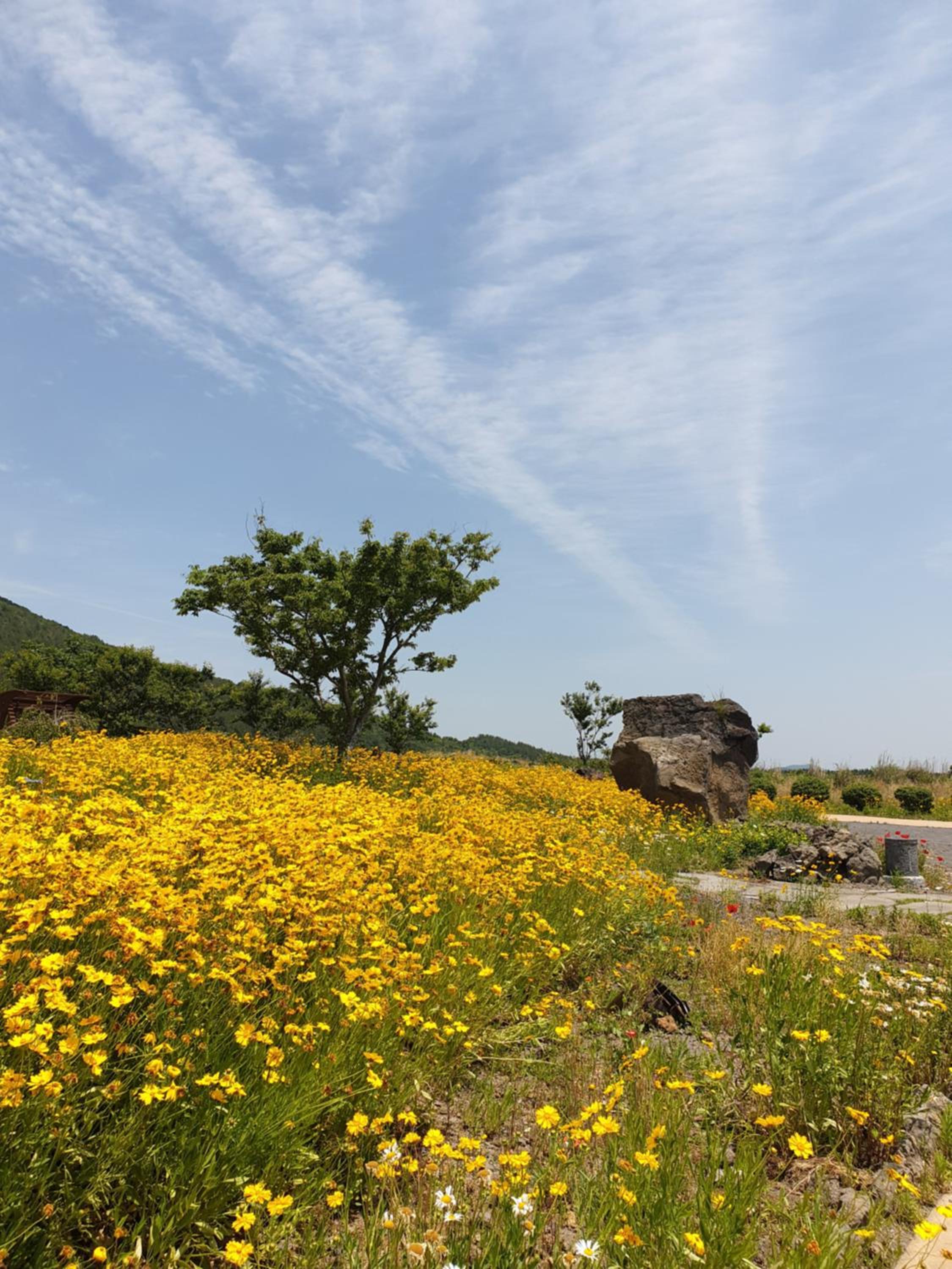 Brassica Flower Pension