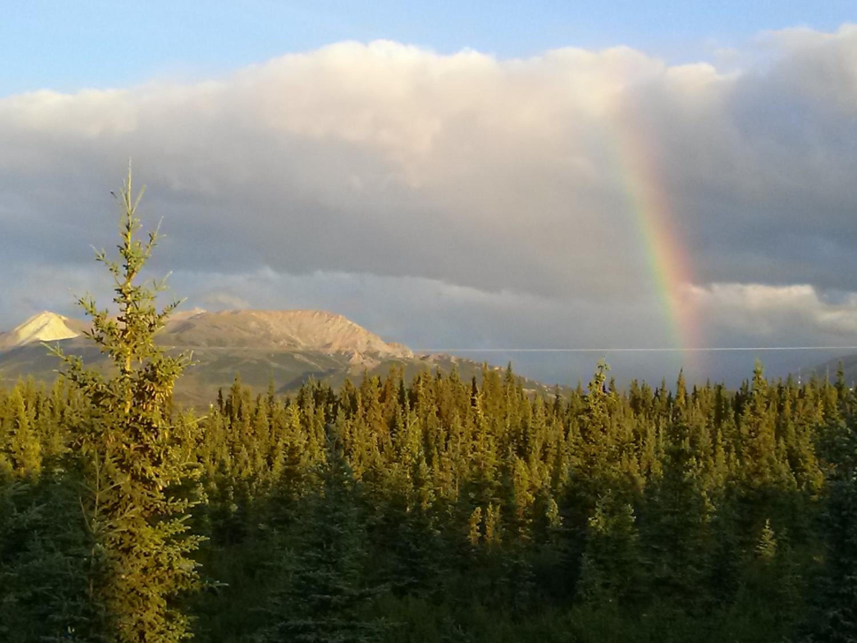 Denali's Alaskan Spruce Cabins view 4