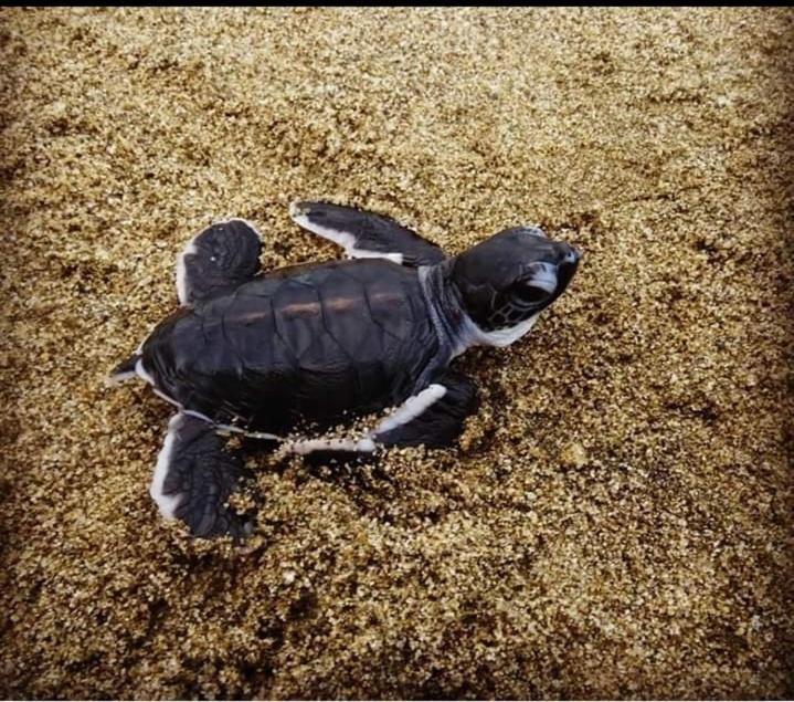 Adventure Turtle Homestay Meru Betiri