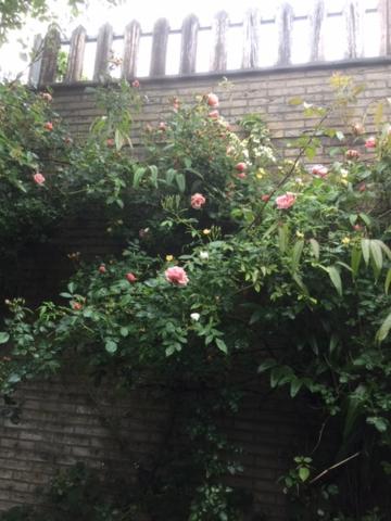 Tuinzicht