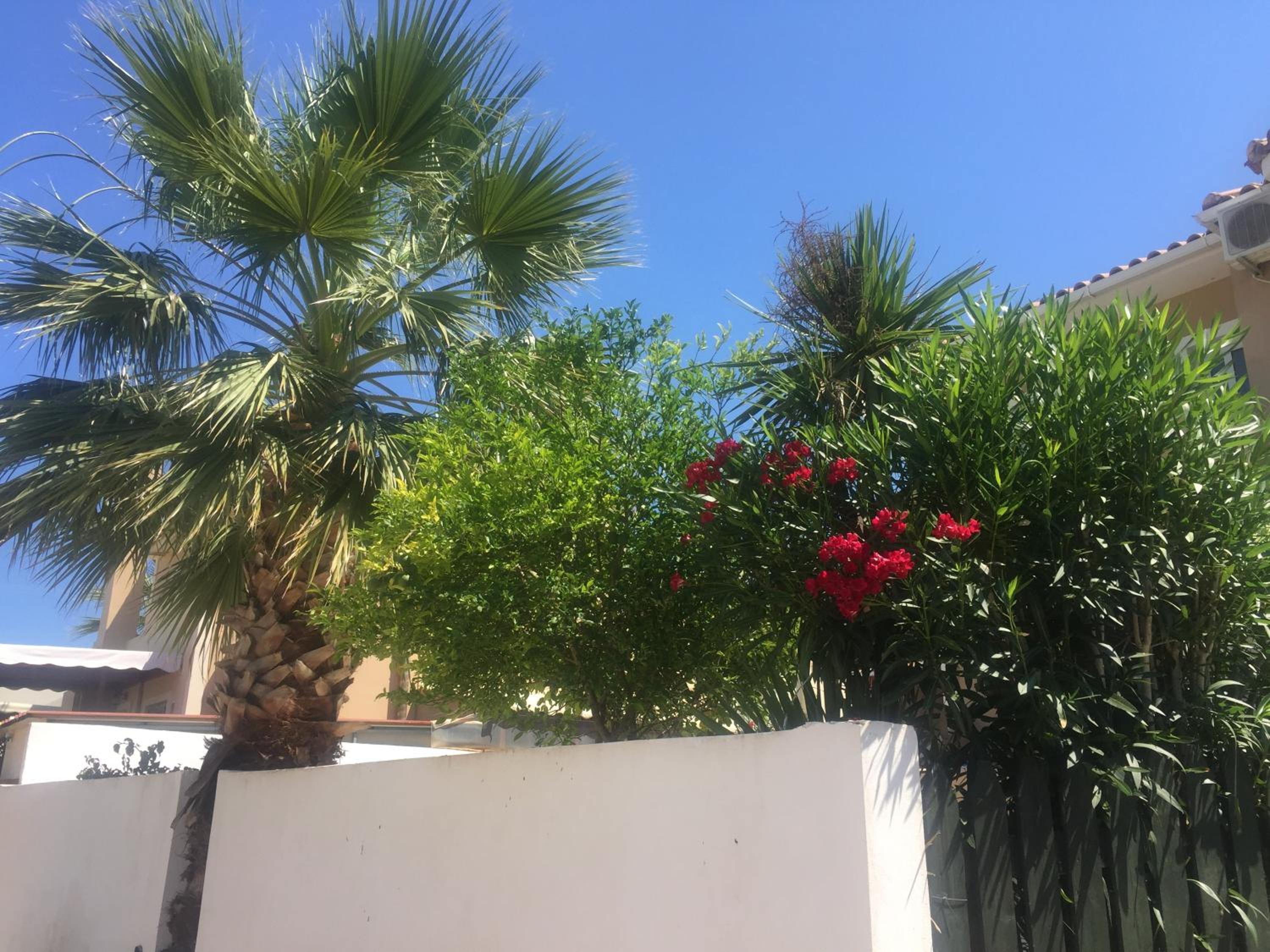 The Olive Grove photo 5