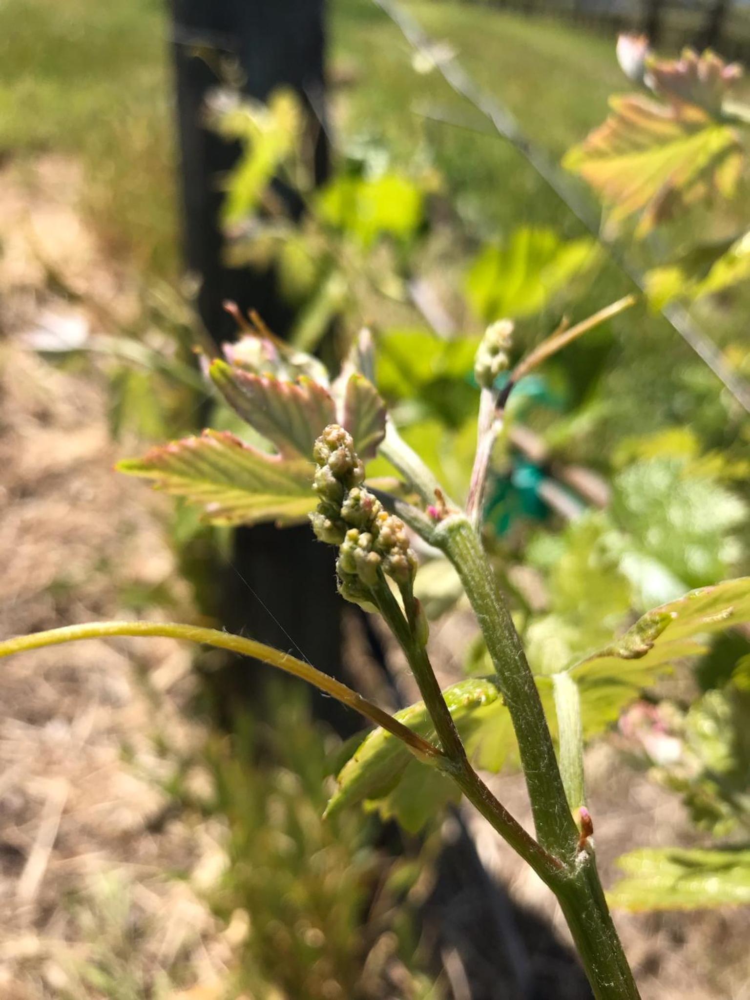 The Eden House Vineyard