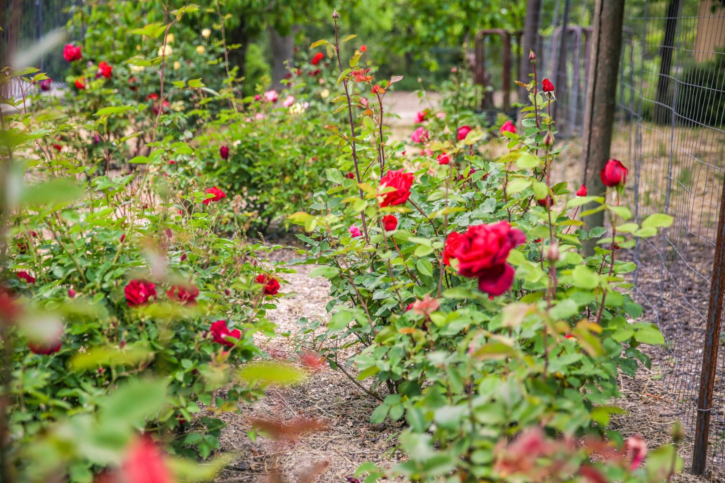 The Eden House Vineyard
