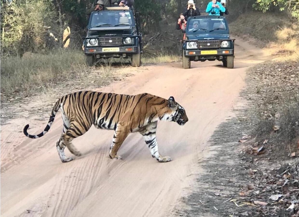 Emerald Tiger Retreat