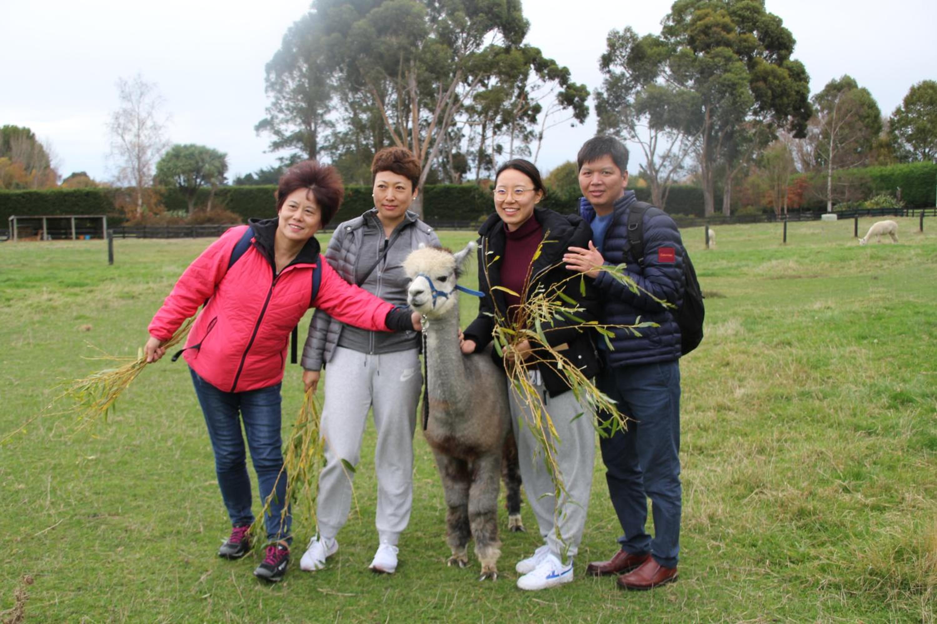 Silverstream Alpaca Farmstay & Tour