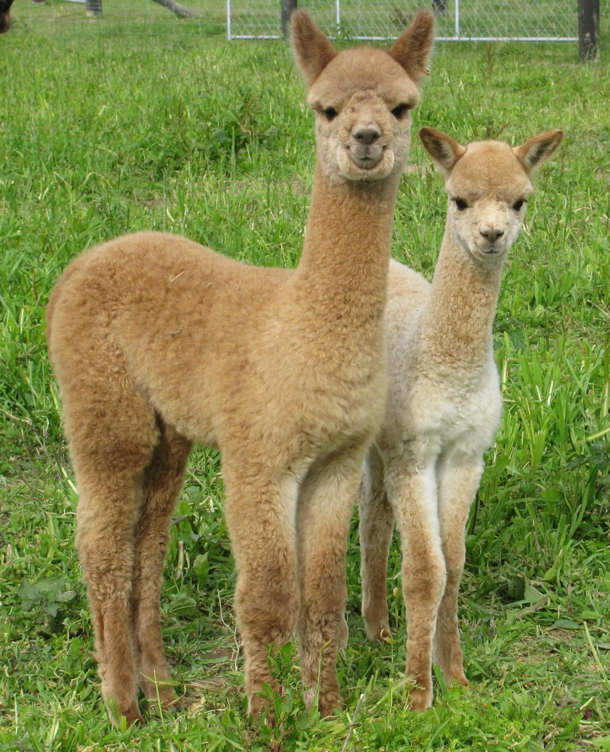 Silverstream Alpaca Farmstay & Tour