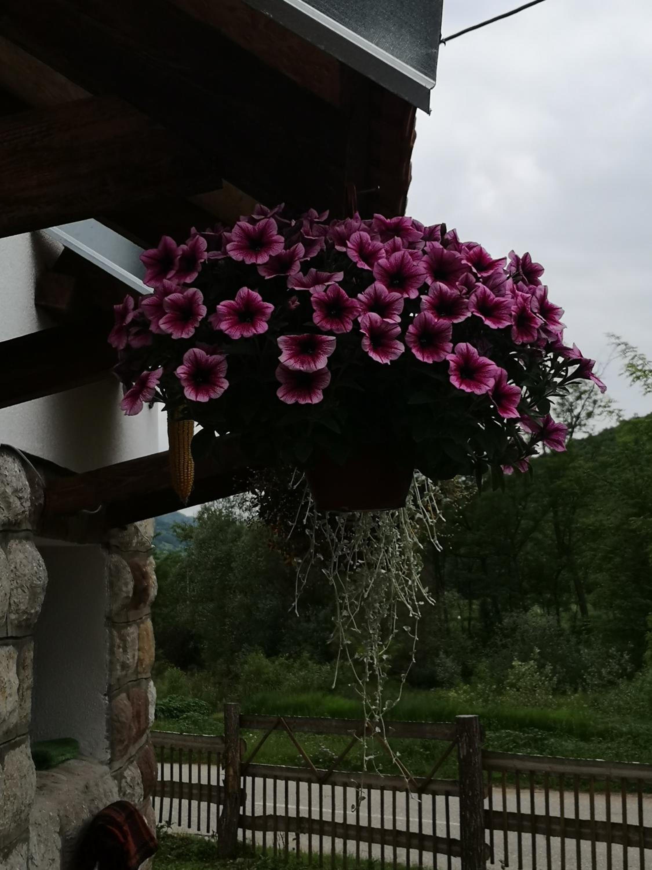 Photo 41
