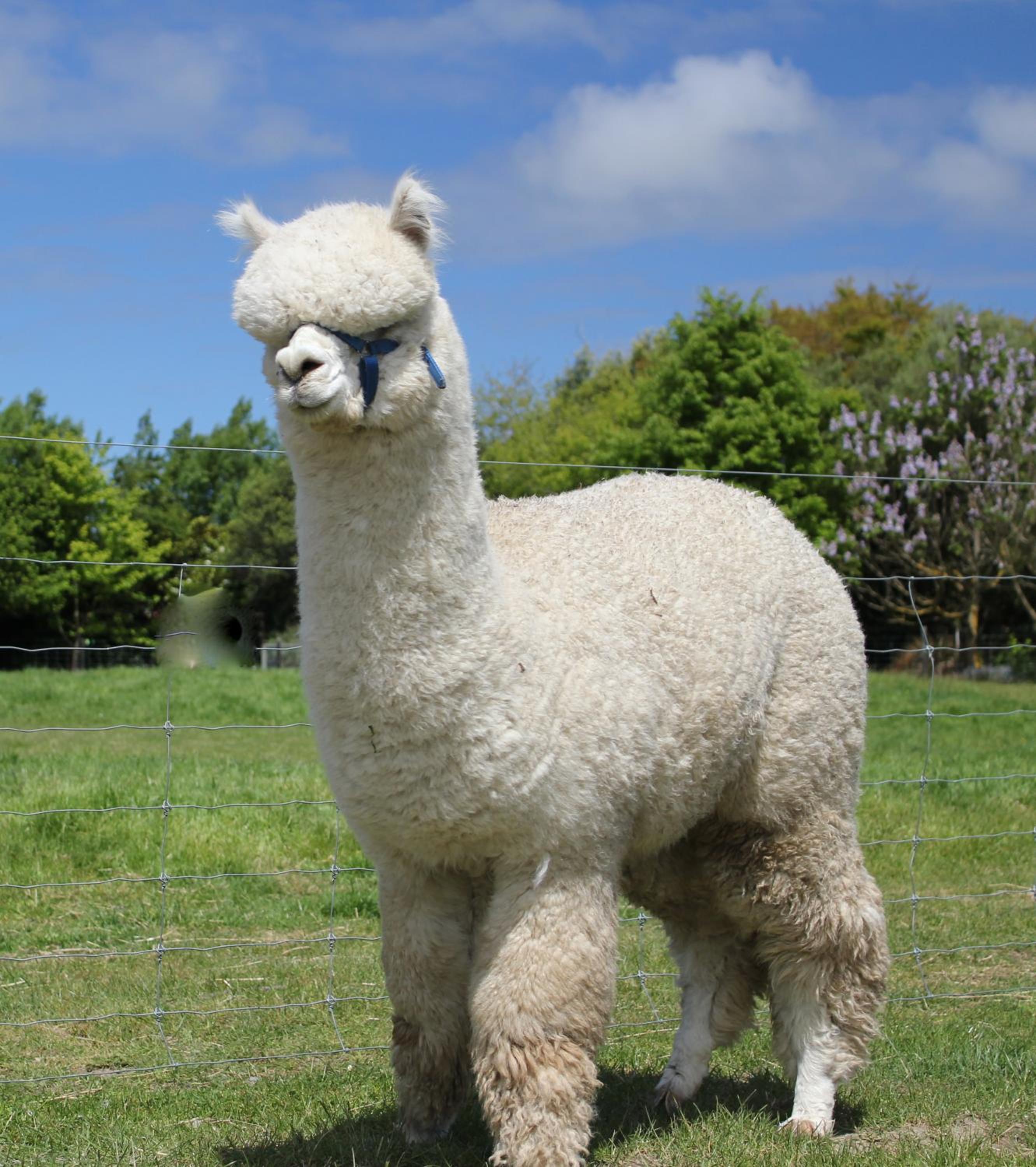Silverstream Alpaca Farmstay & Tour