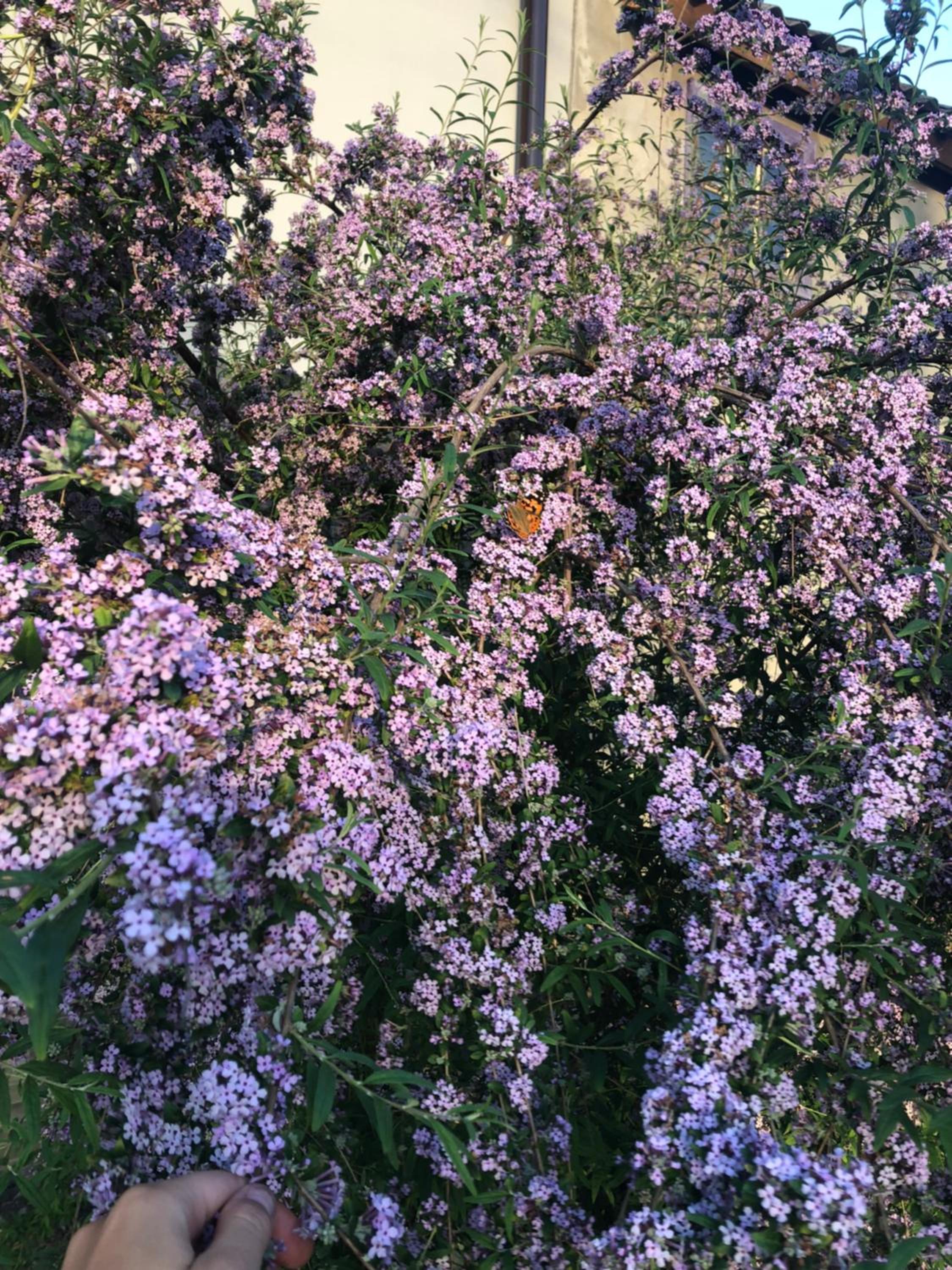 Photo 43
