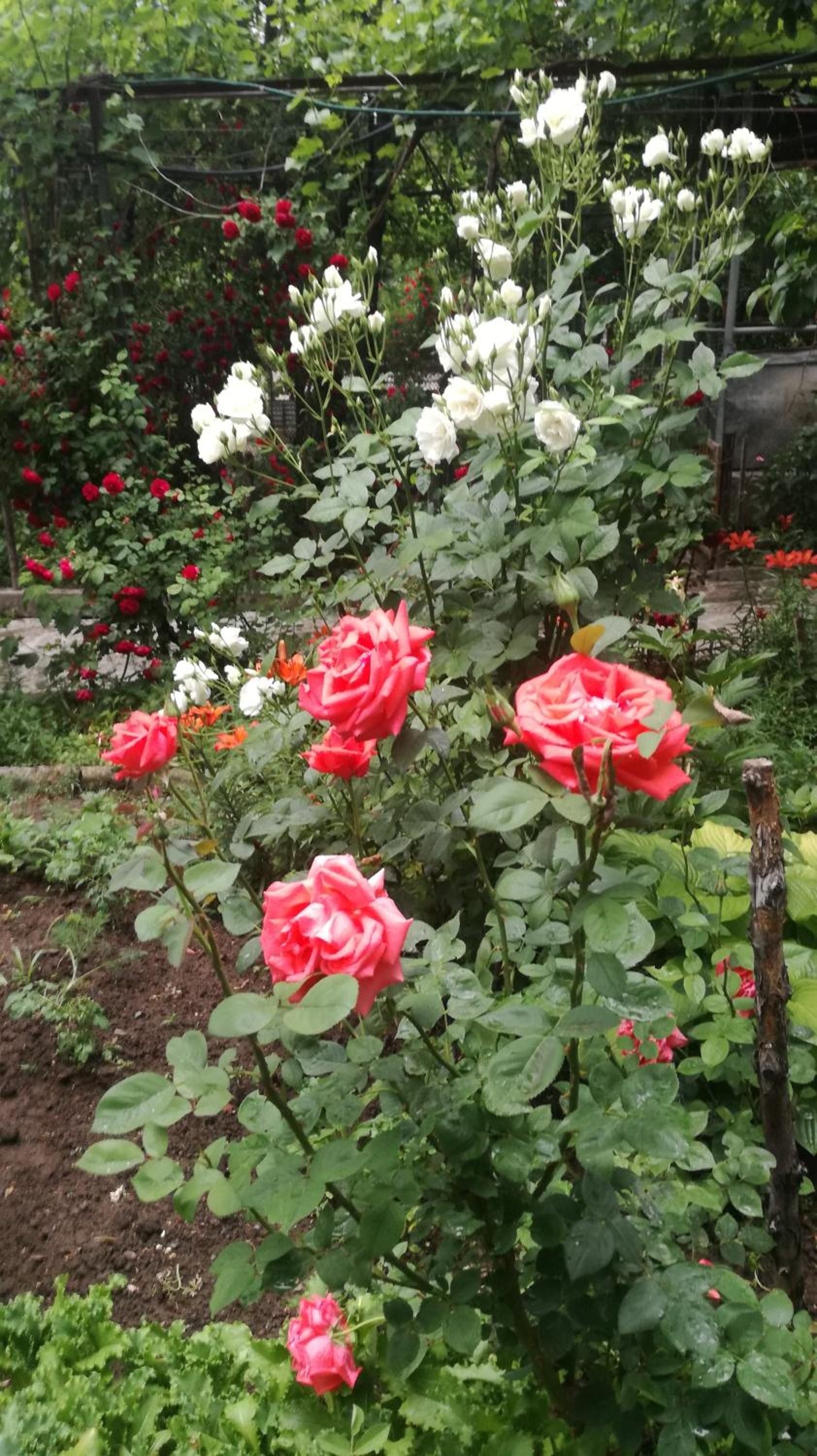 Photo 28