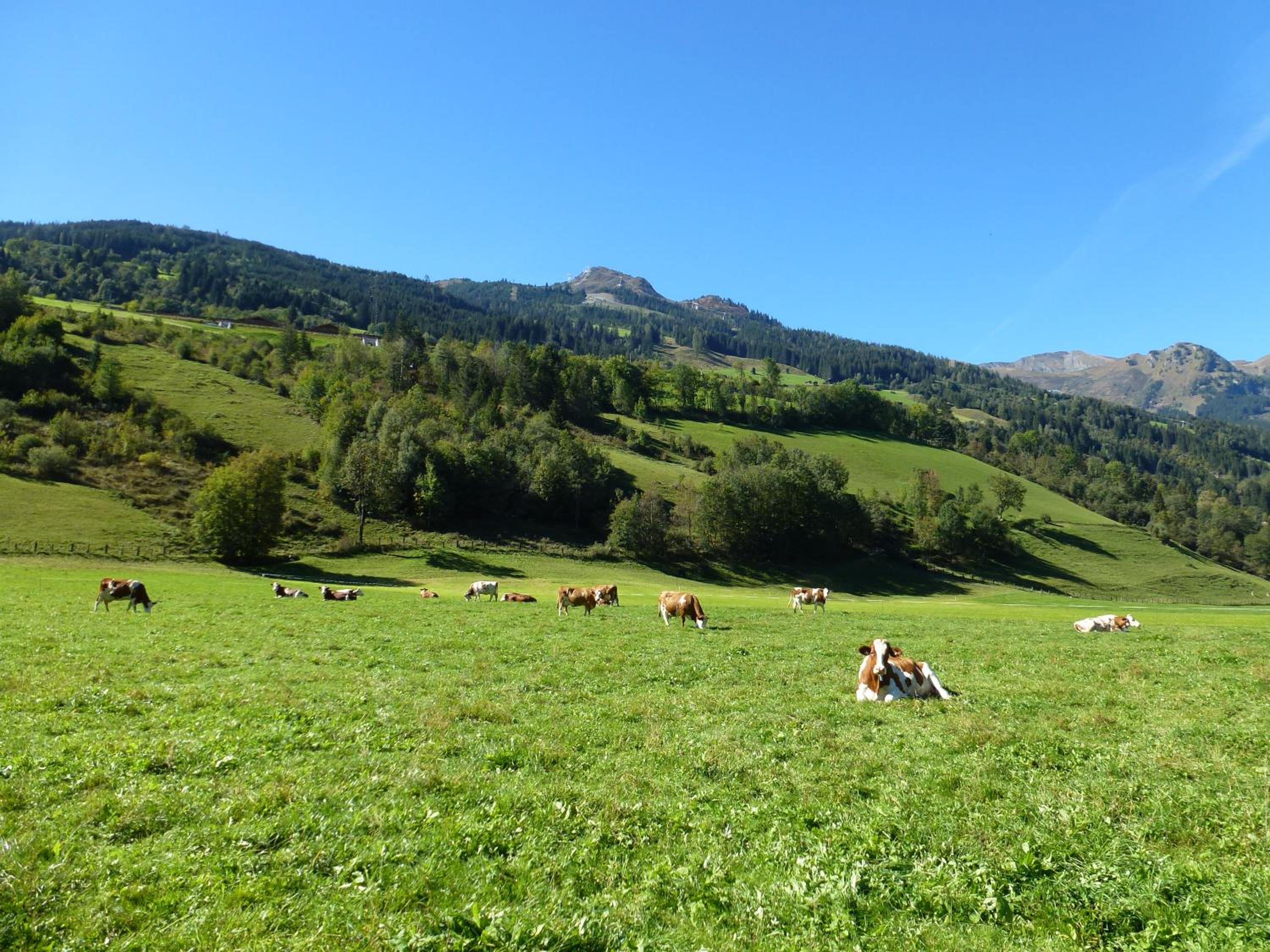 Stubnerbauer