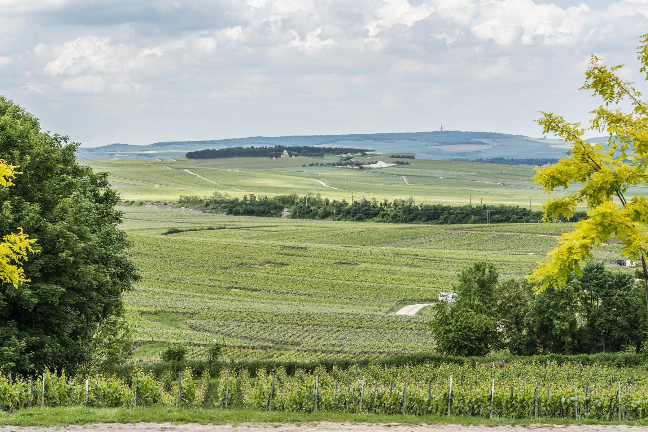 Gîte Rilly-la-Montagne view 3