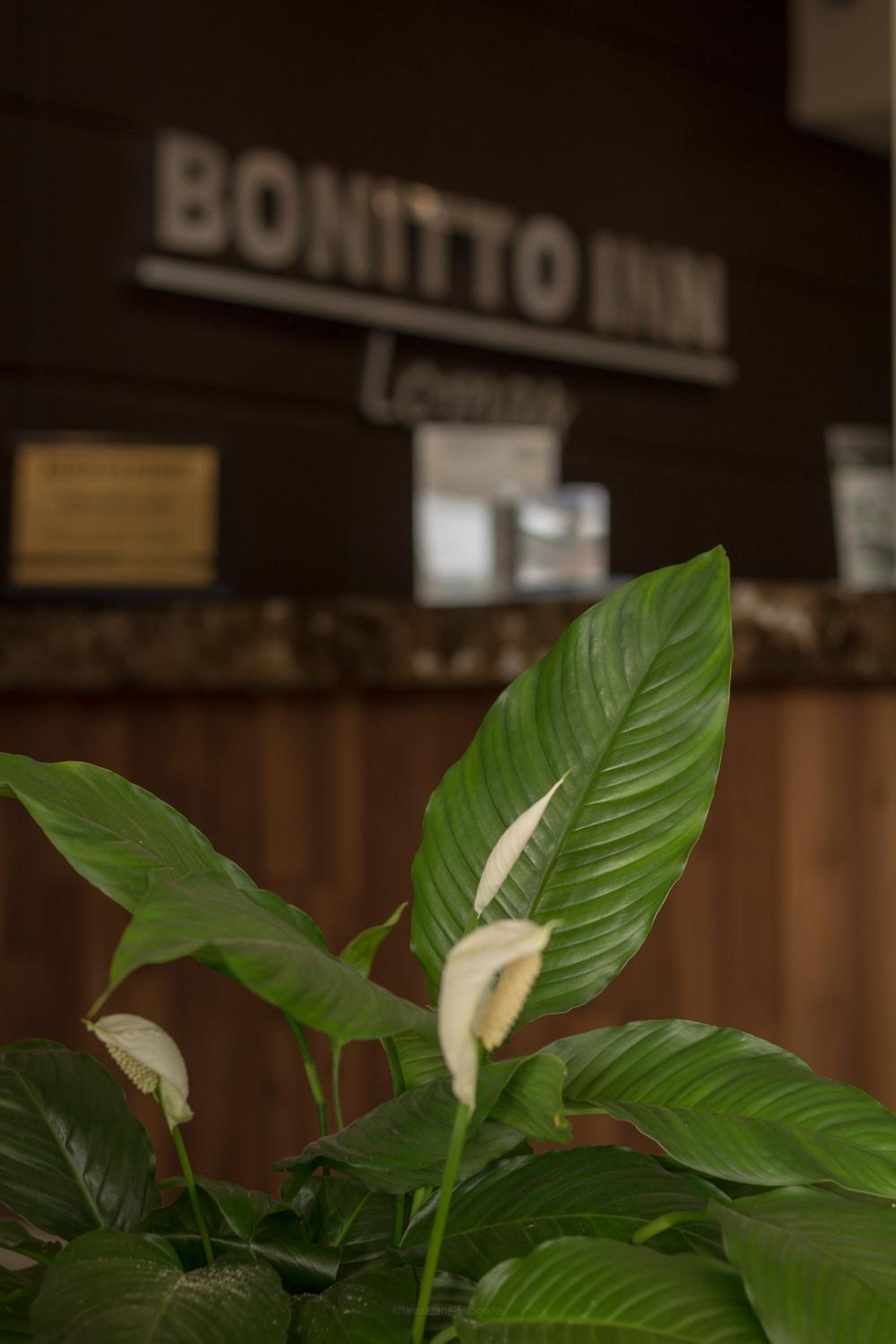 Tampico Vacations - BONITTO INN Tampico Lomas - Property Image 15