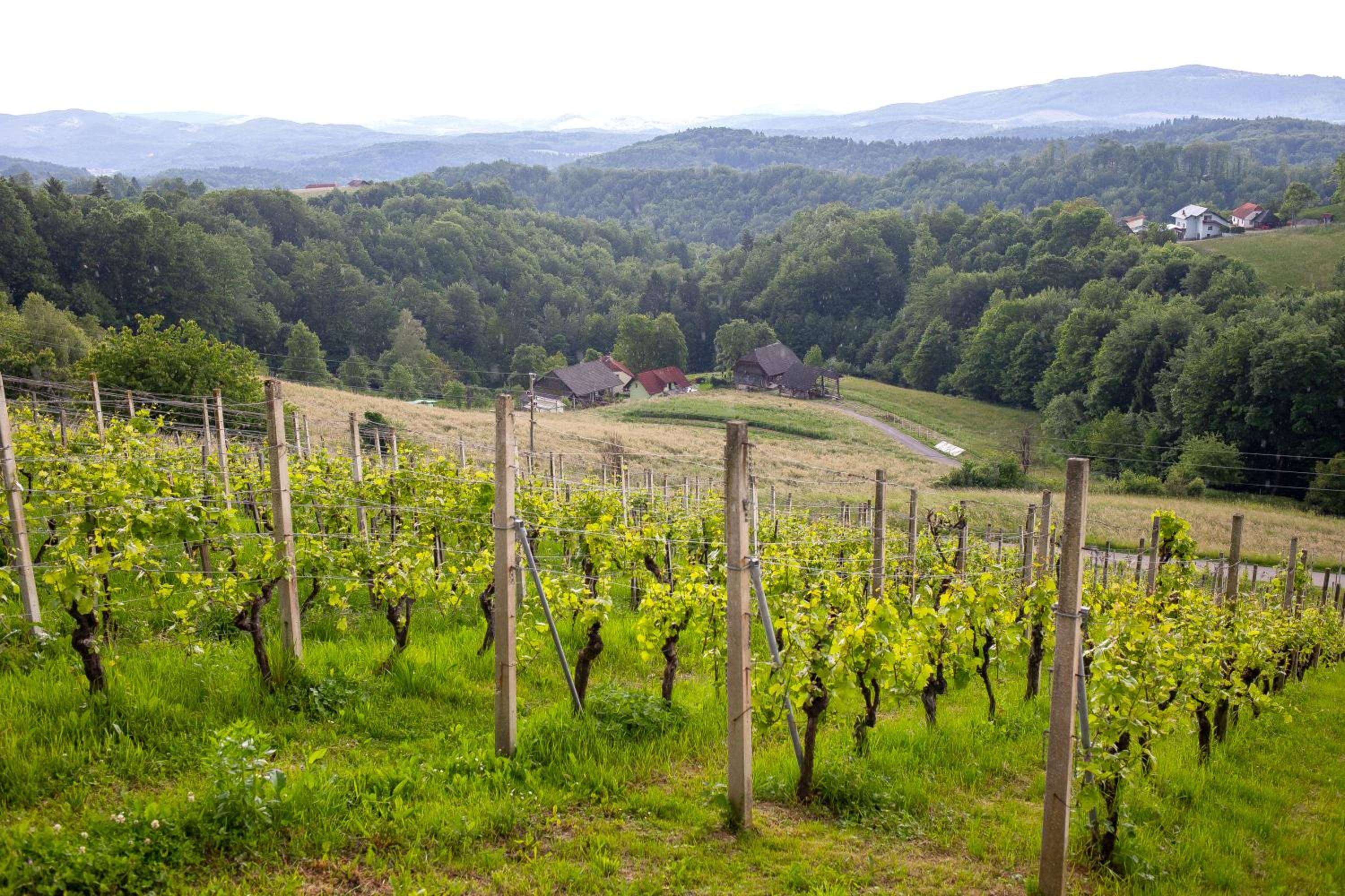 Domačija Vesel view 5