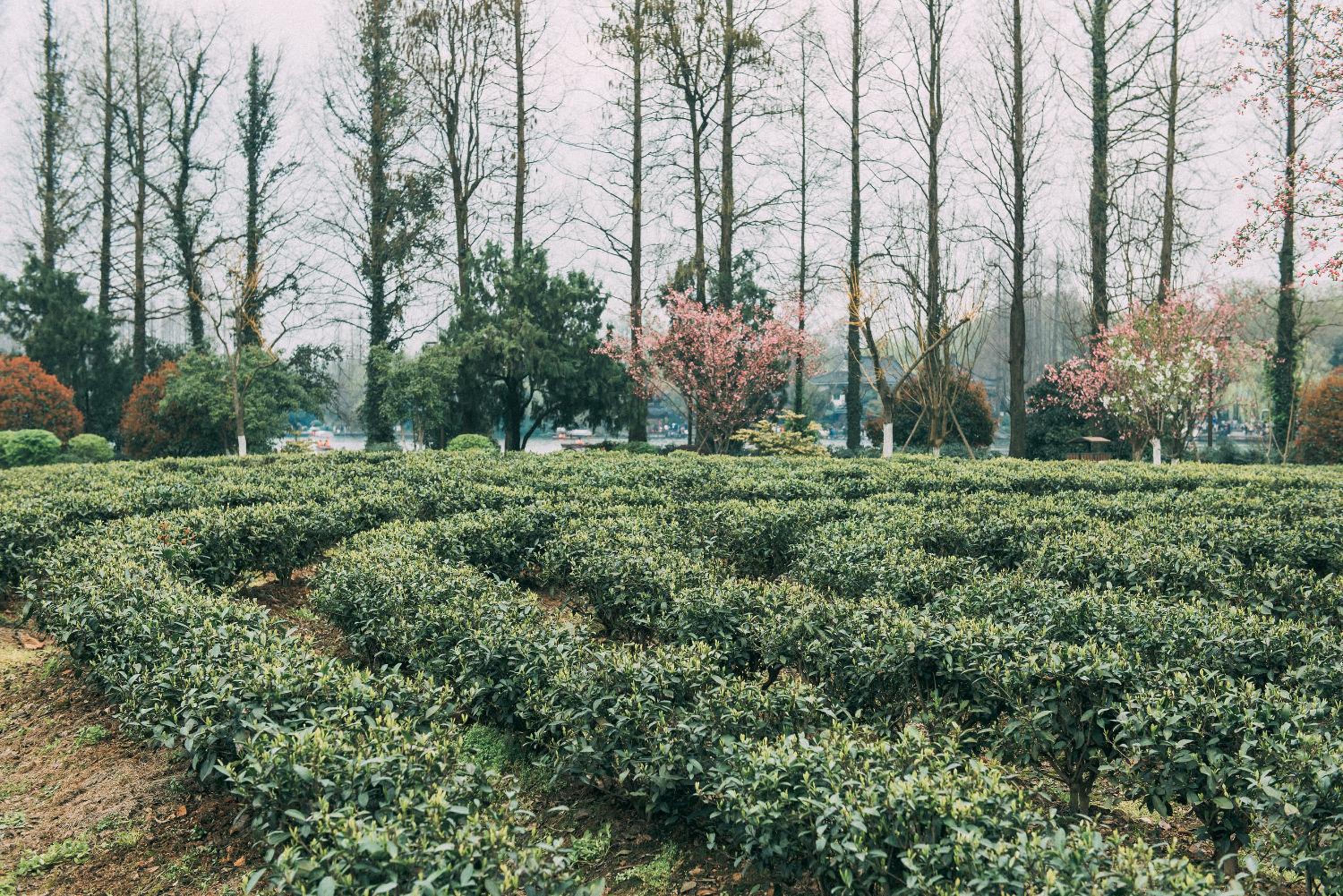 garden