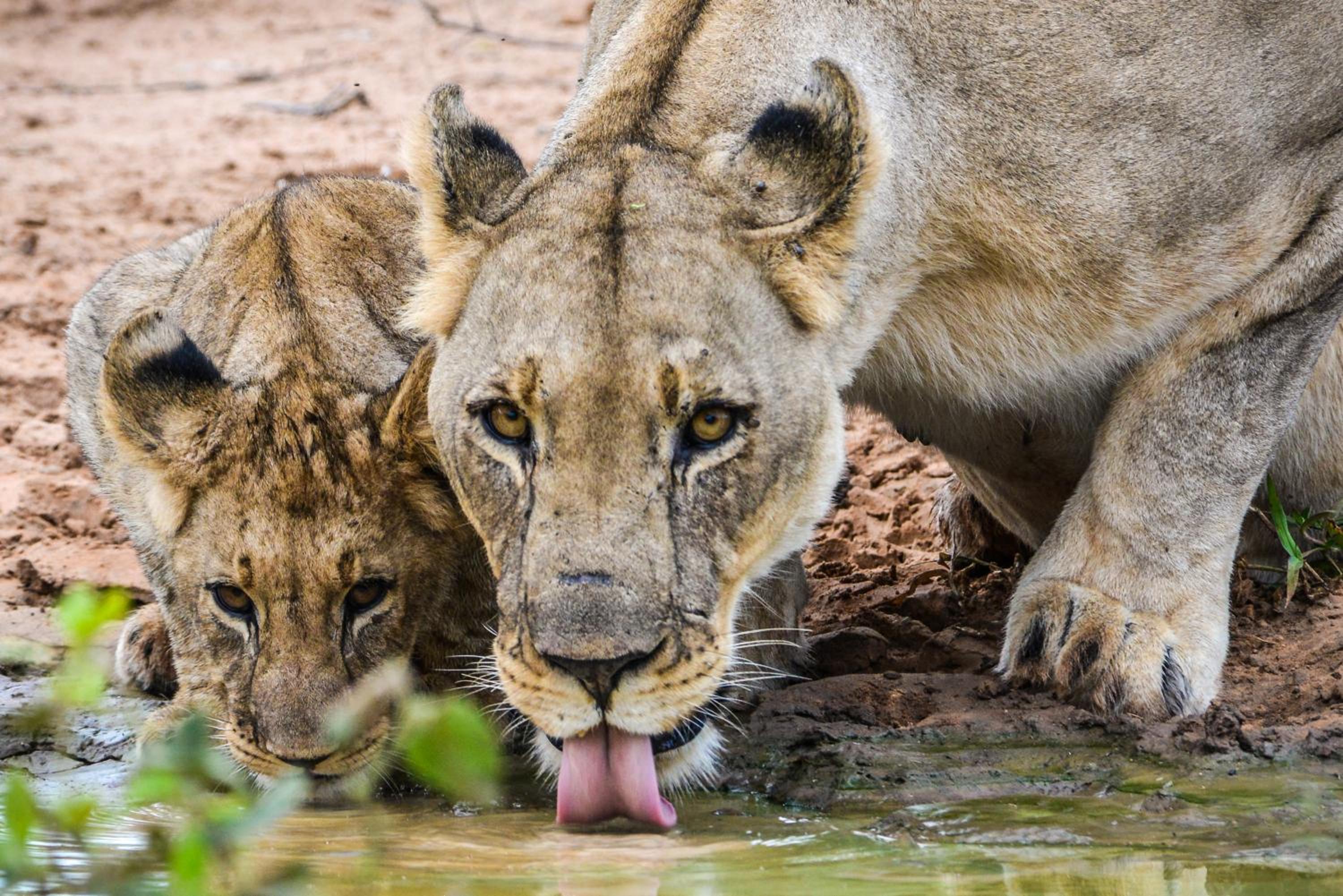 Marataba Safari Lodge