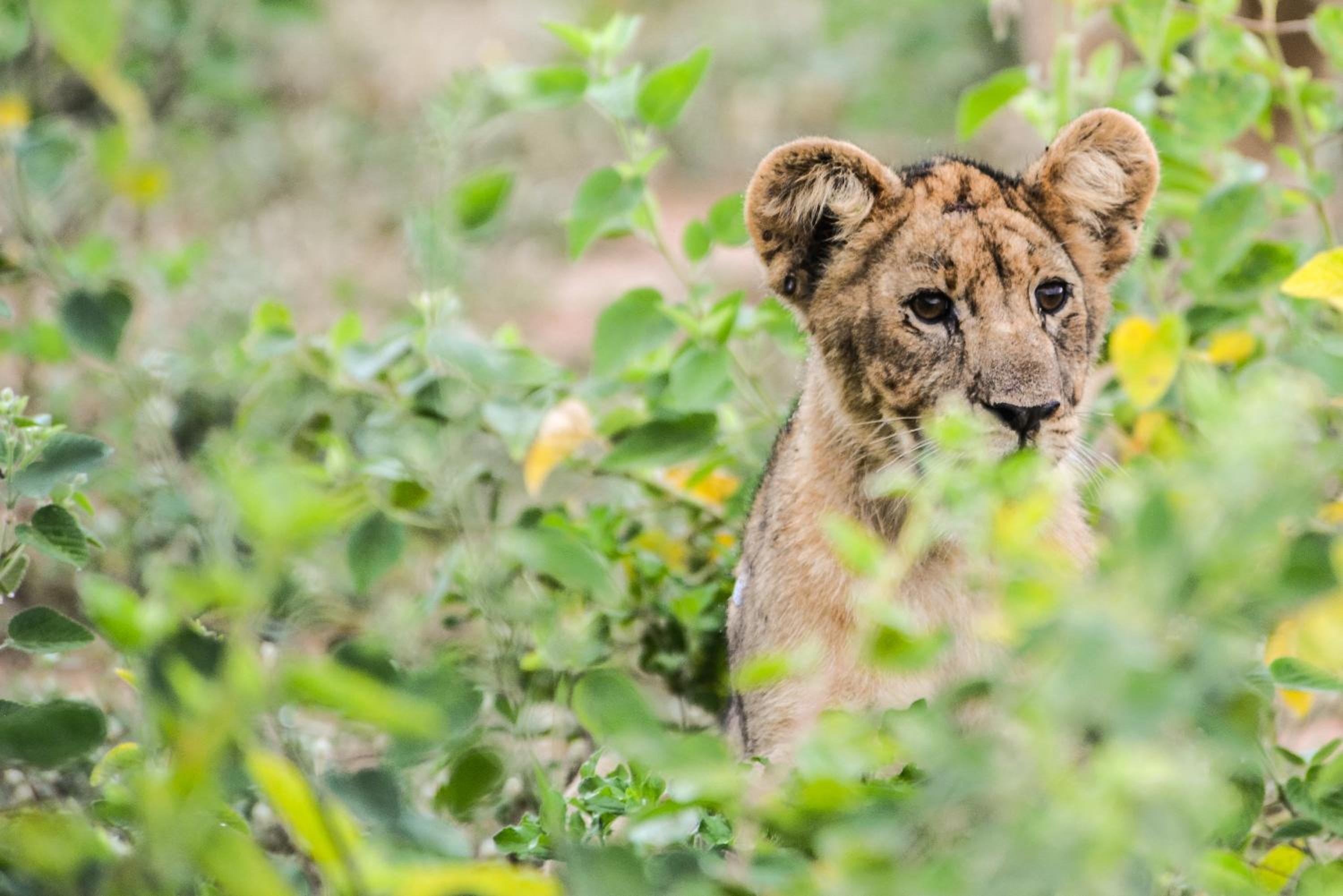 Marataba Safari Lodge