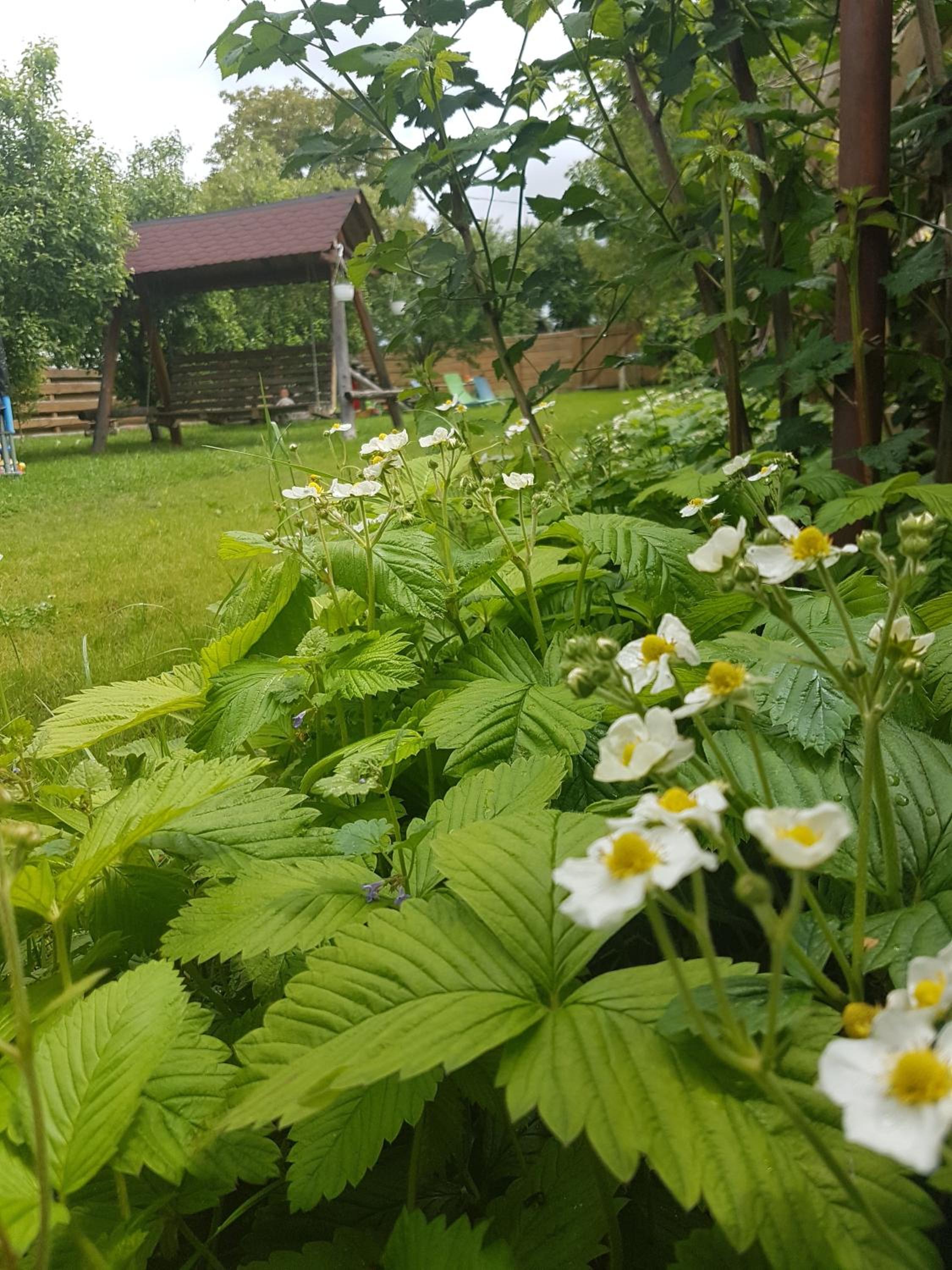 Pensiunea Silba view 4