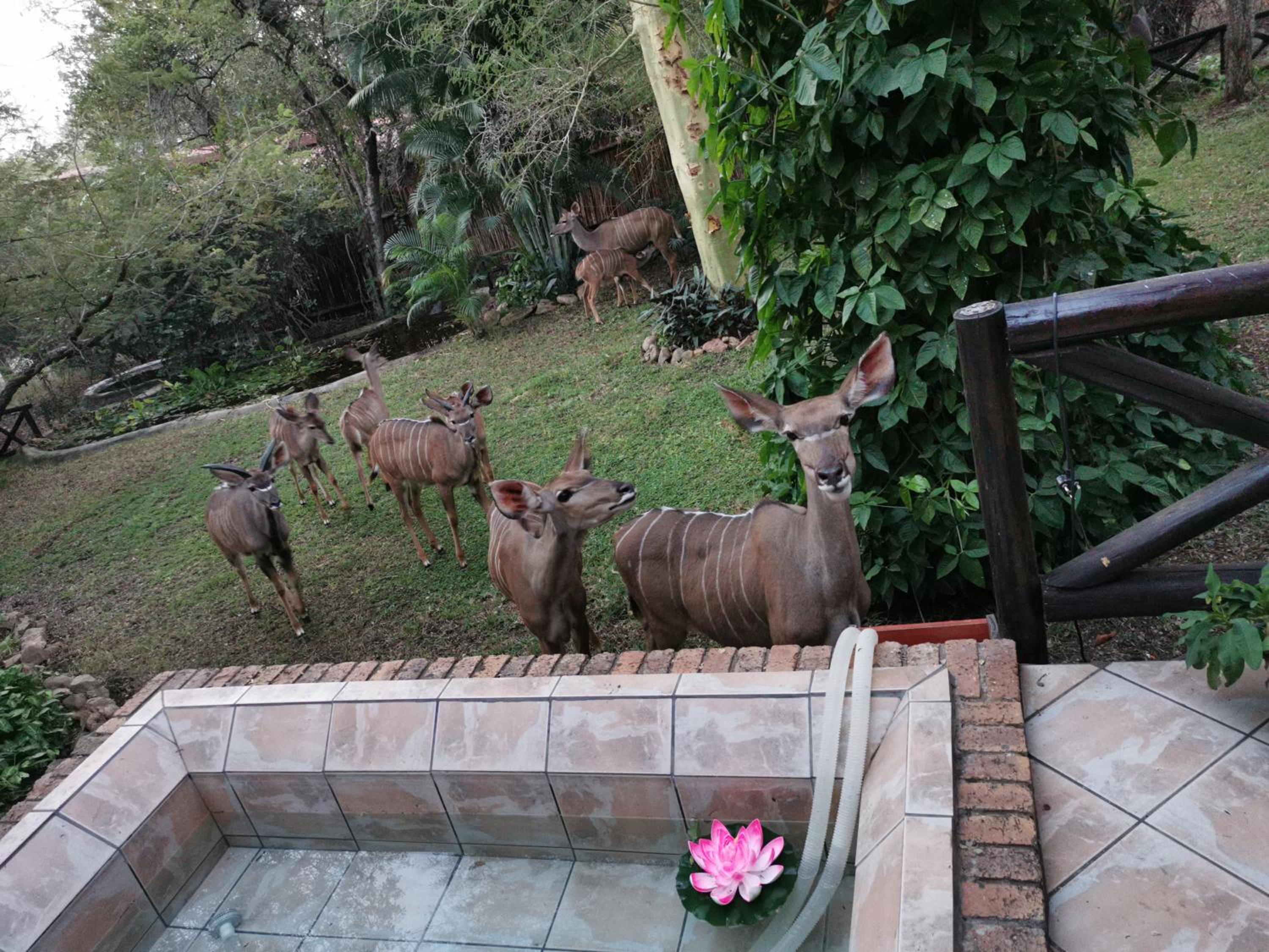 Kruger Dreams Lodge