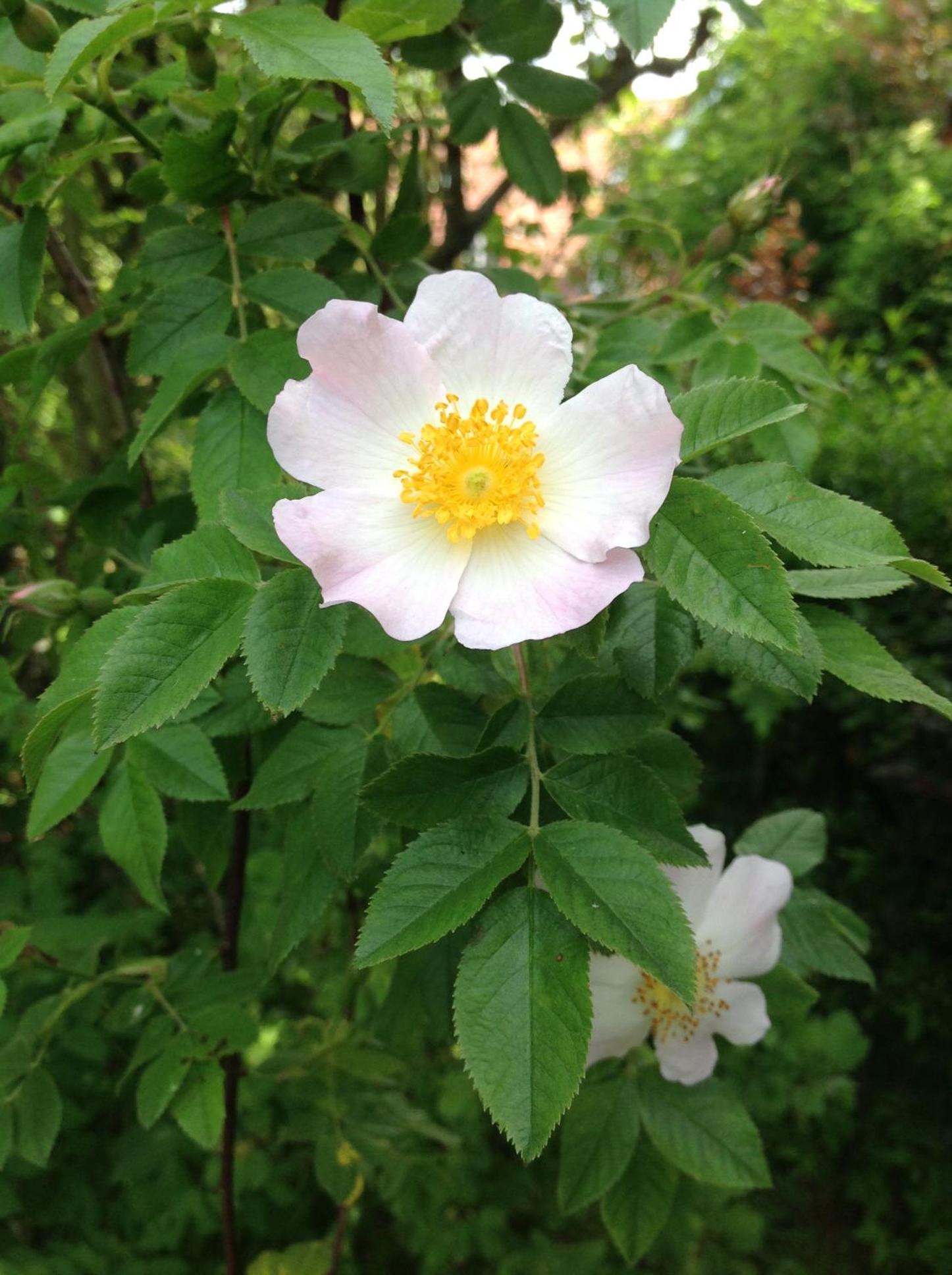 Photo 42
