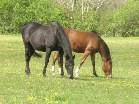 The Stables - Deer Park Farm