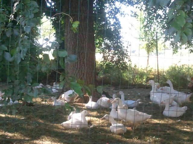 Photo 61