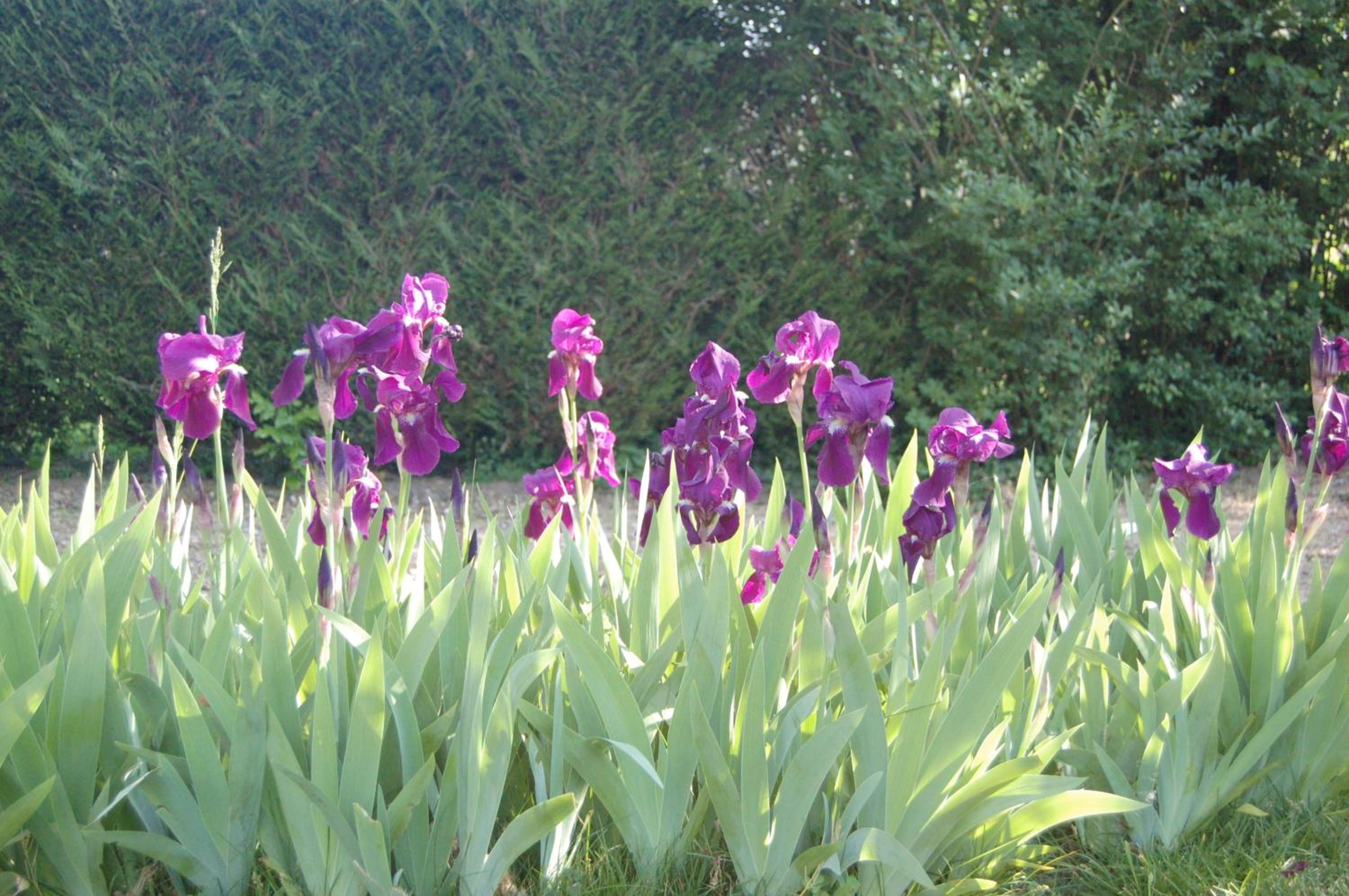 Photo 43
