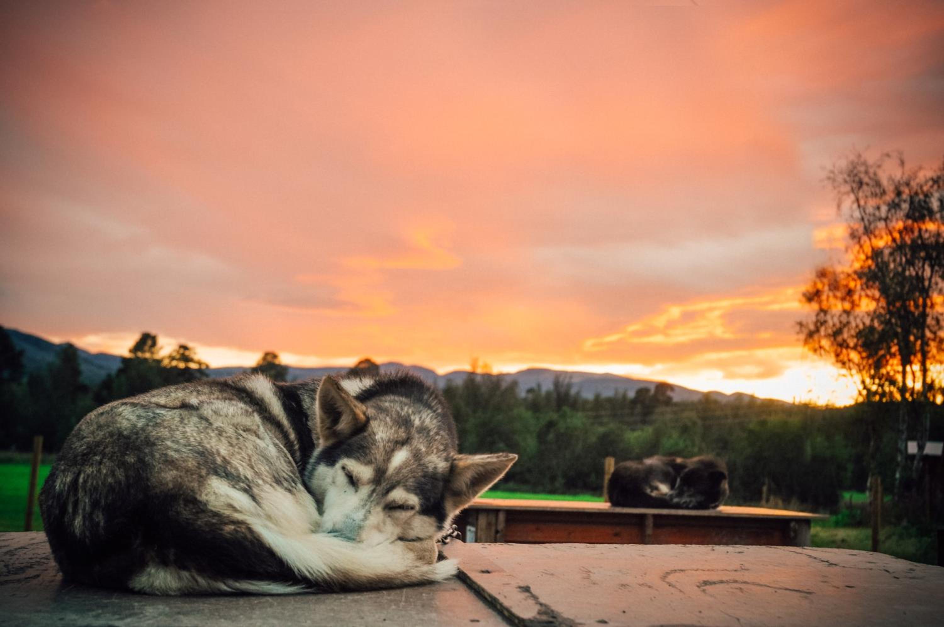 Holmen Husky Lodge