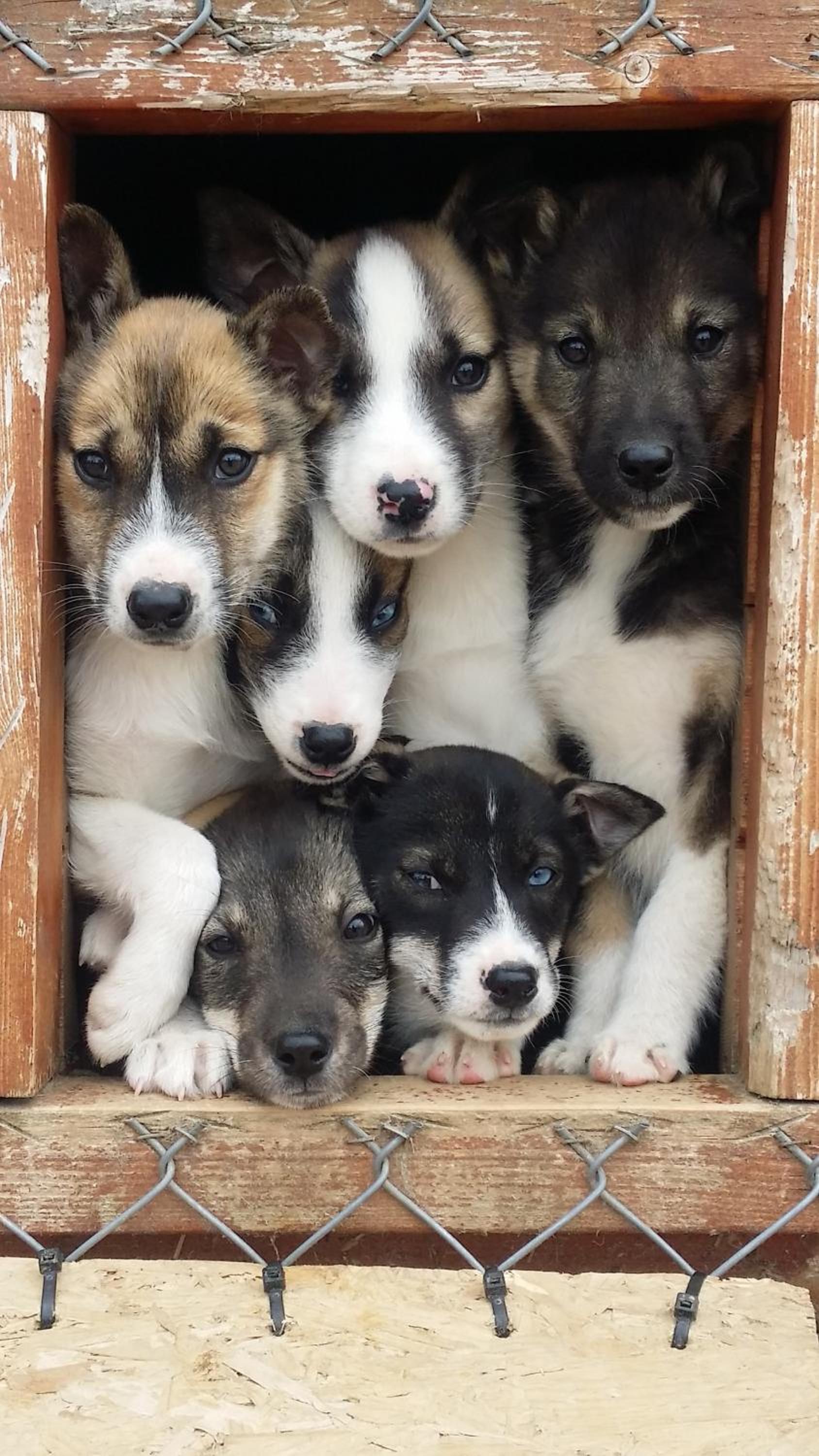 Holmen Husky Lodge