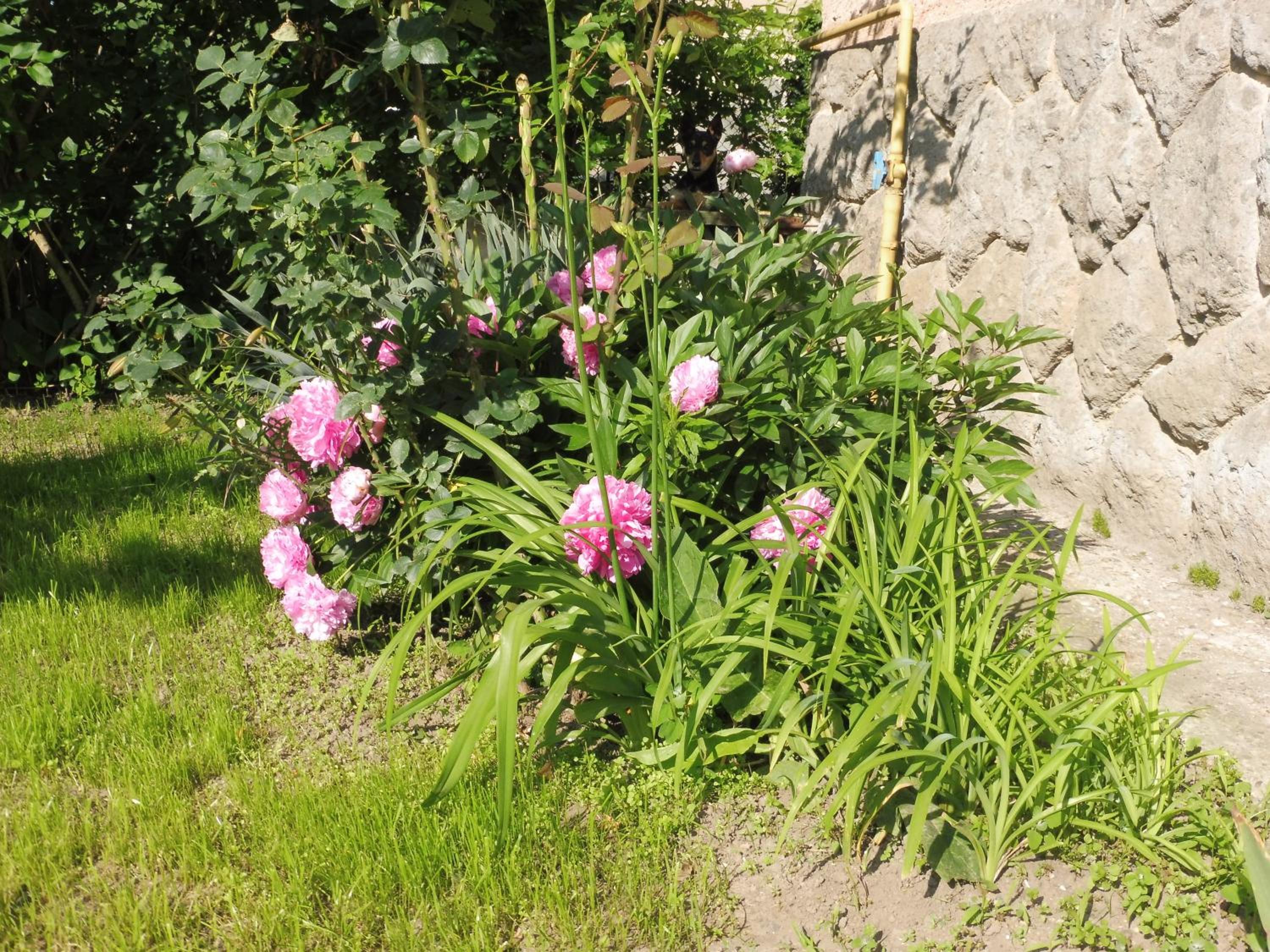Photo 19