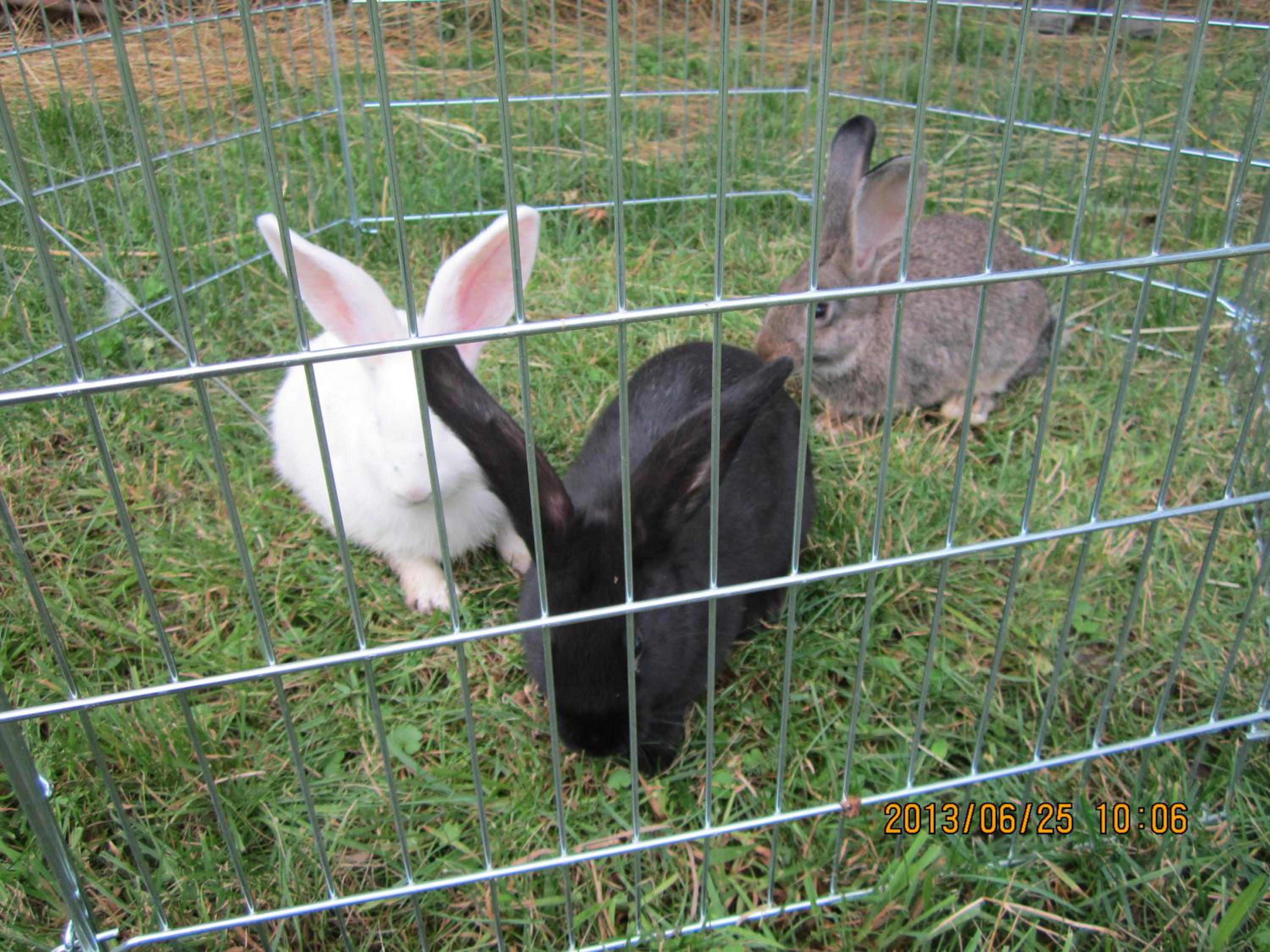 Photo 64