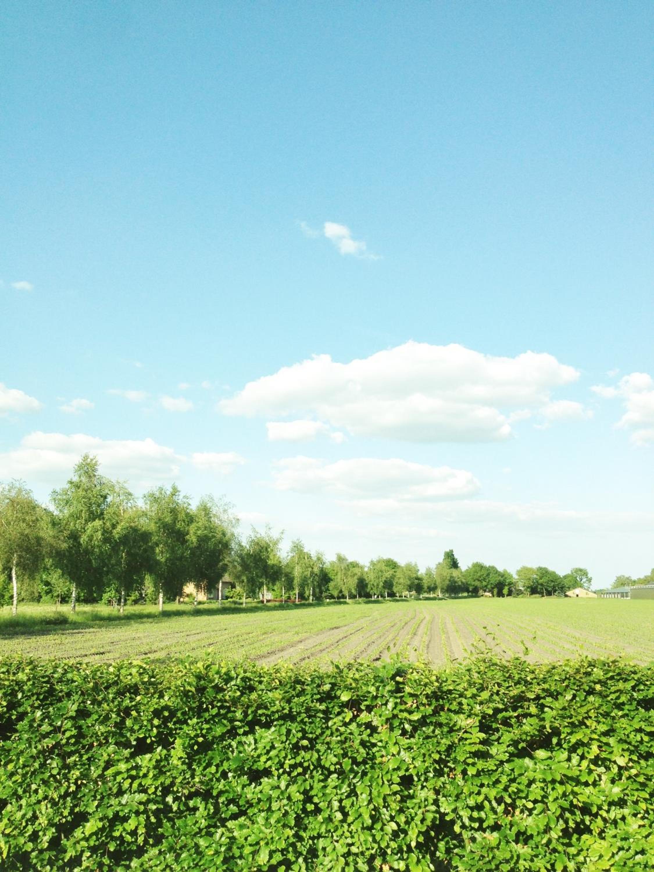 Bed & Breakfast Boekel, photo 11