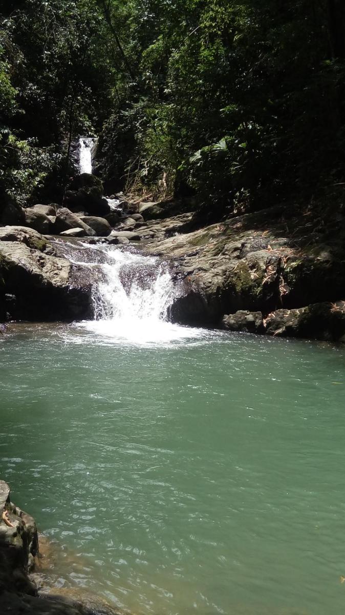 Osa de Rio