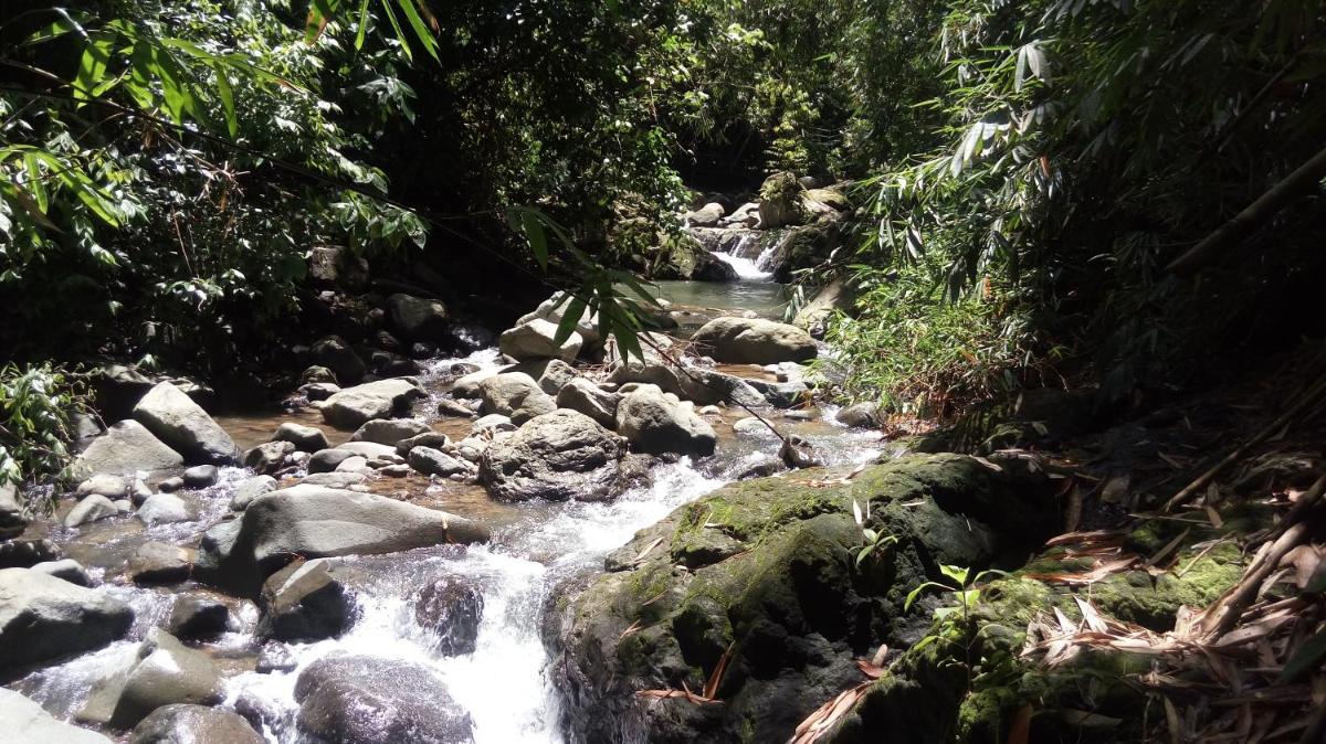 Osa de Rio