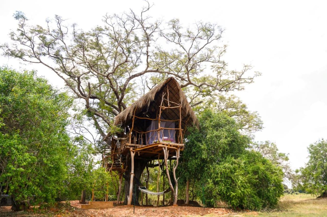 The Ibis - Wilpattu view 4