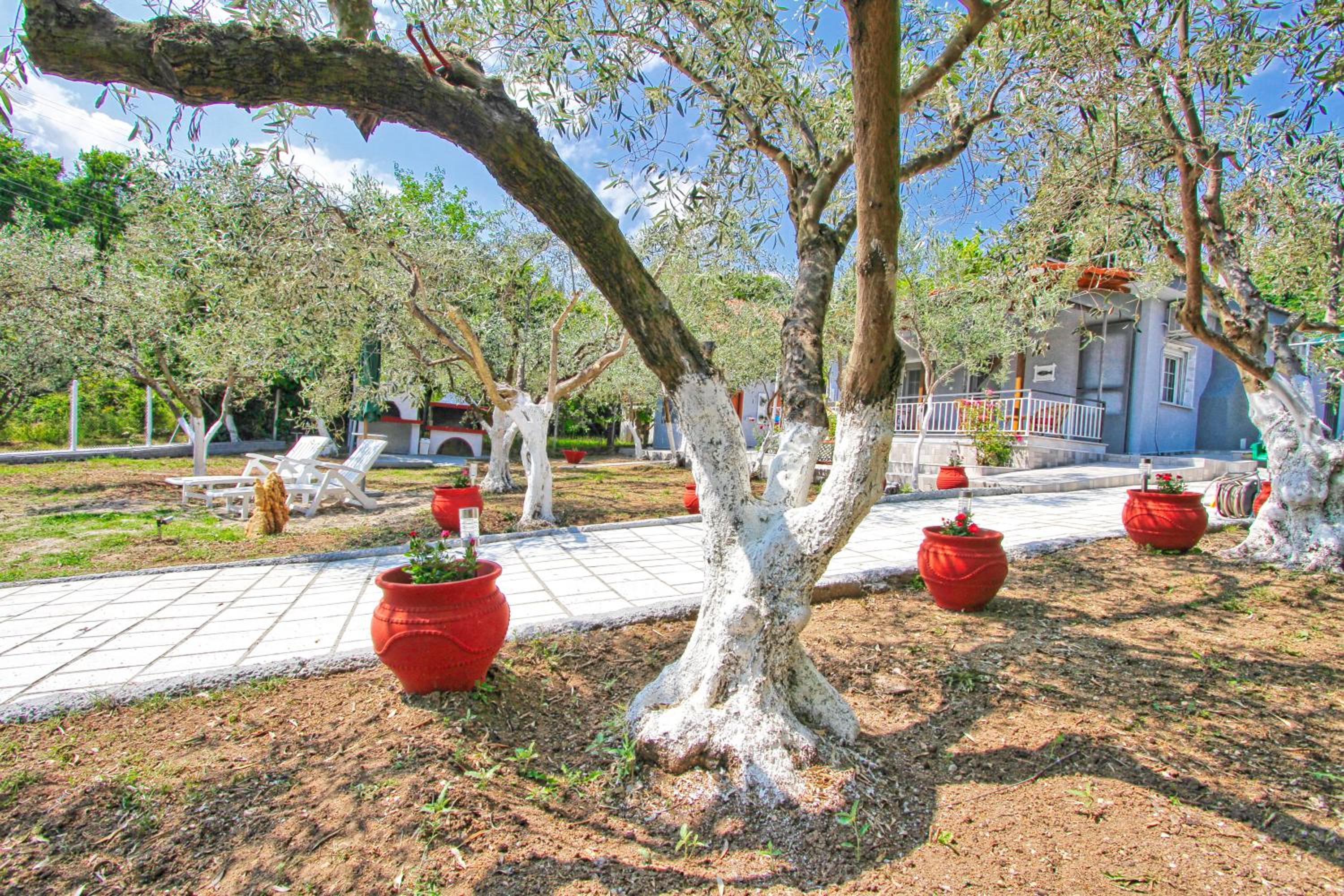 The House of Olive Trees view 5