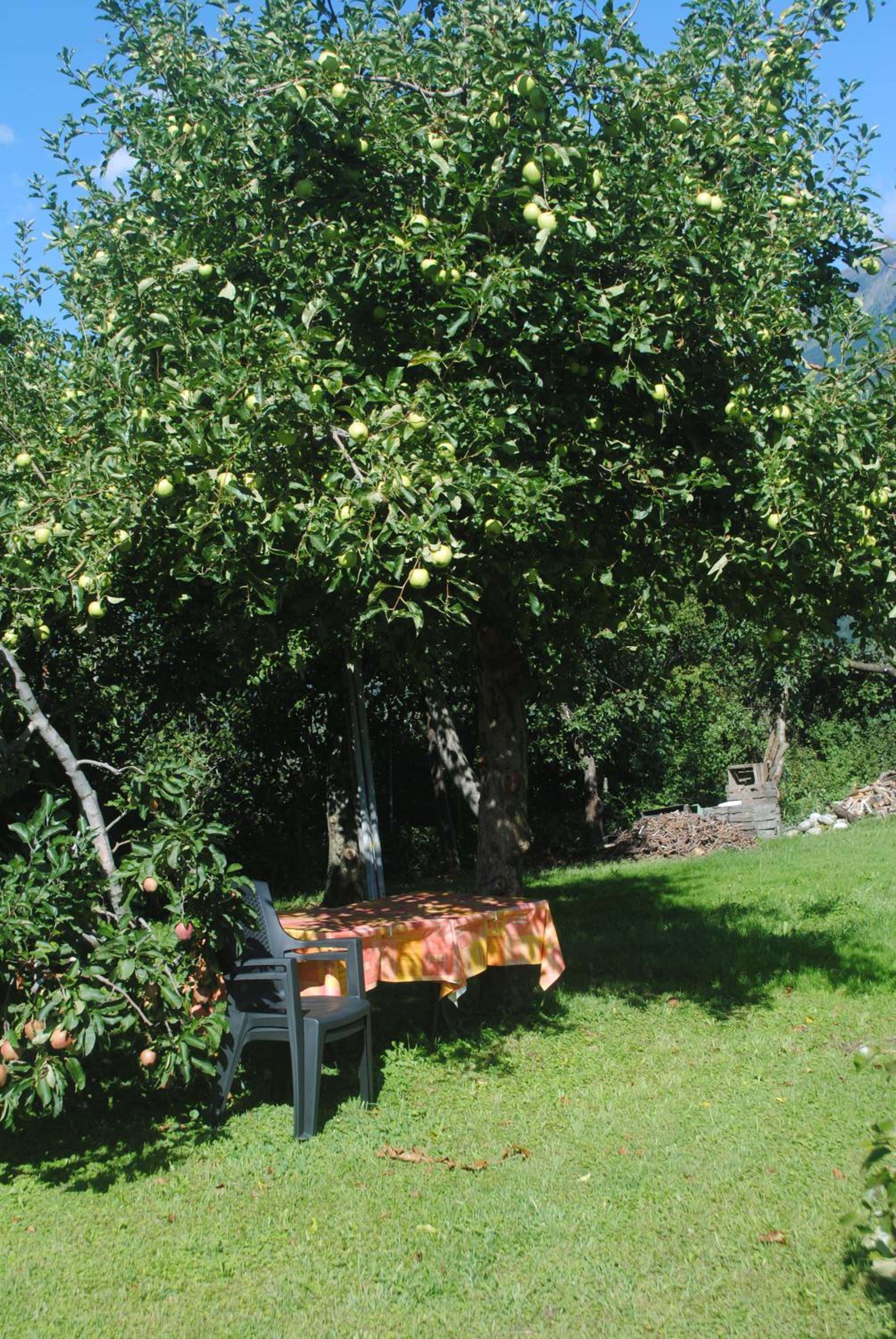 Photo 10