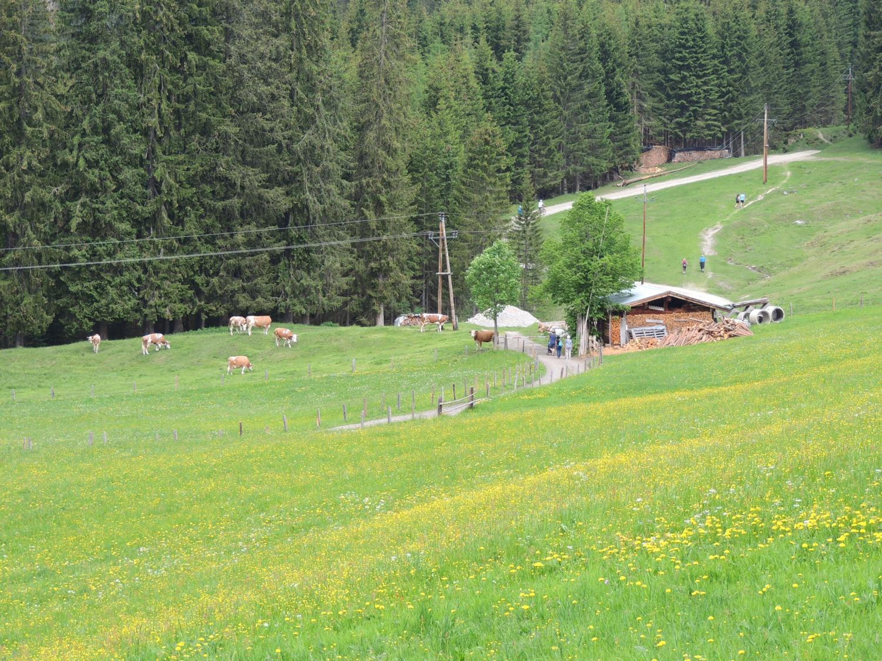 Photo 45