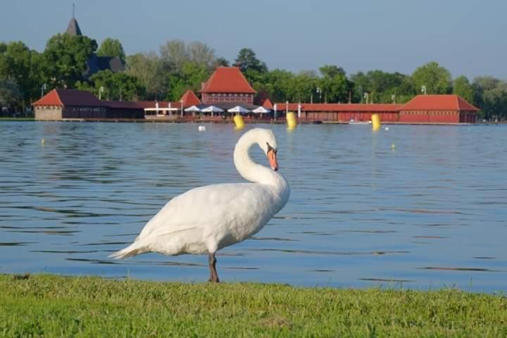 Vila Eden Palić view 5