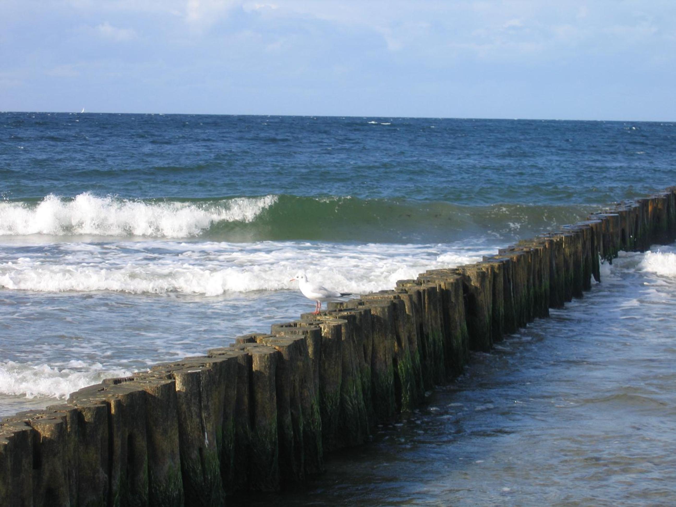 Kuddels Fischerhus