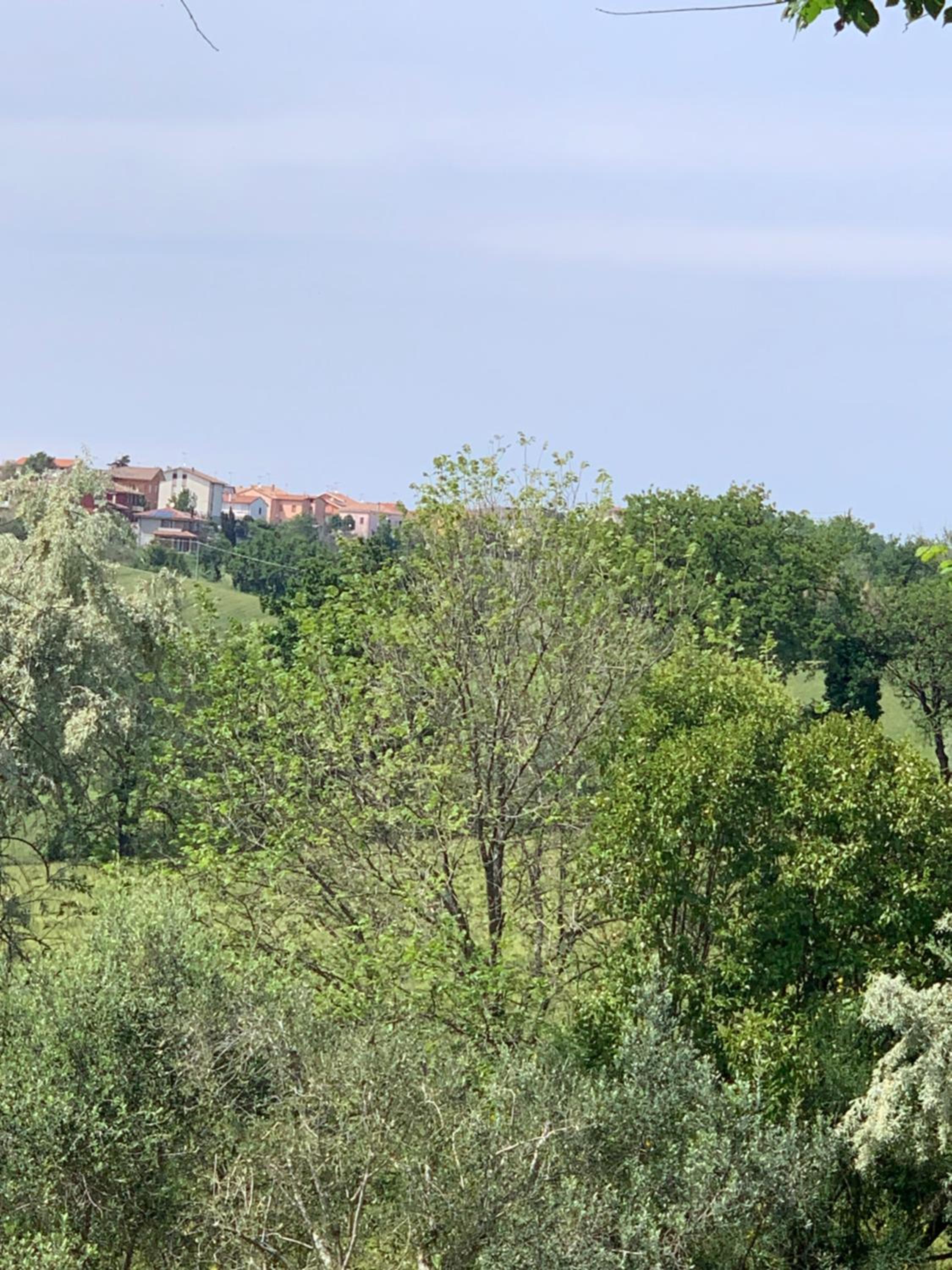 Il Lauro