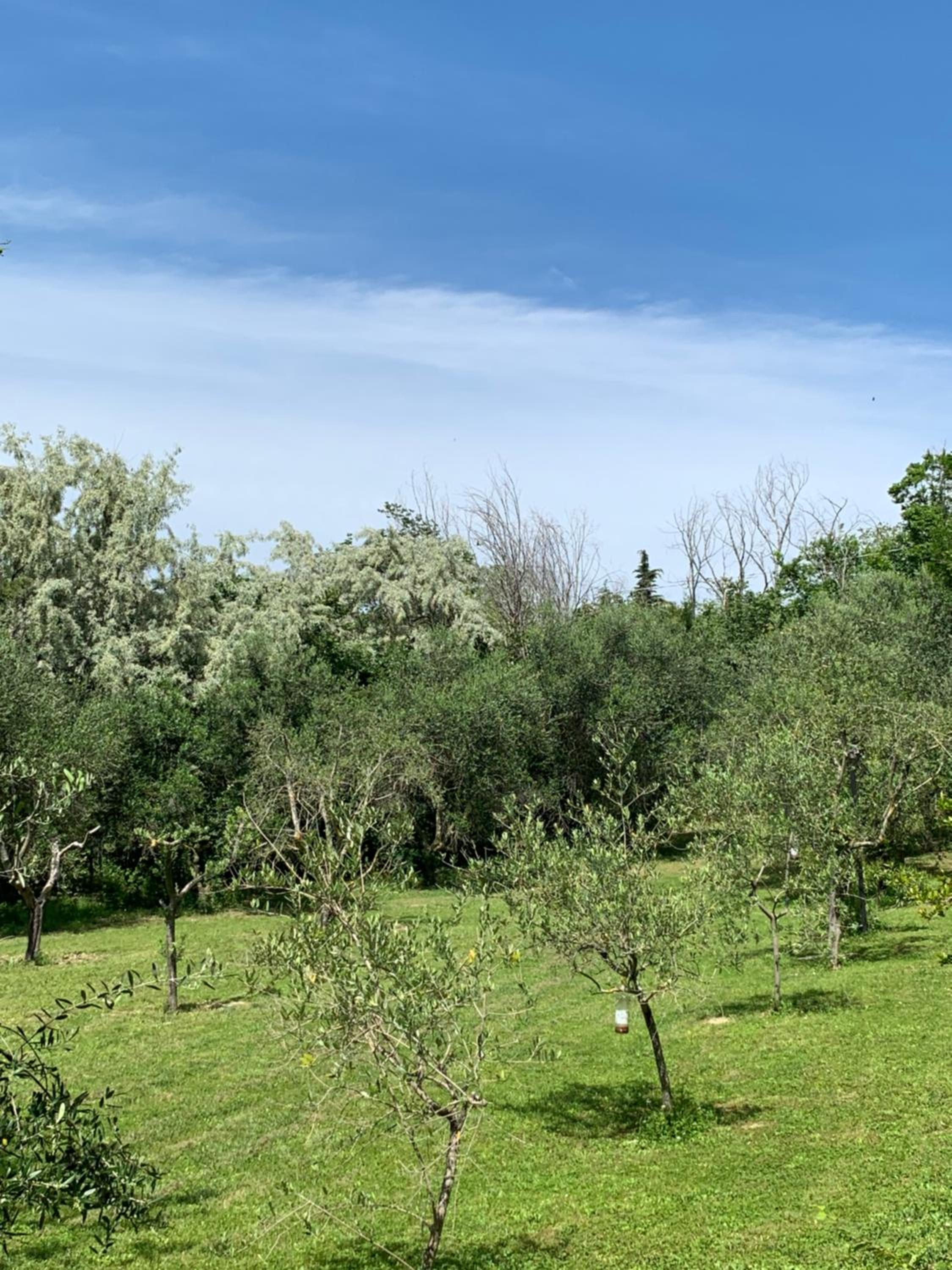 Il Lauro