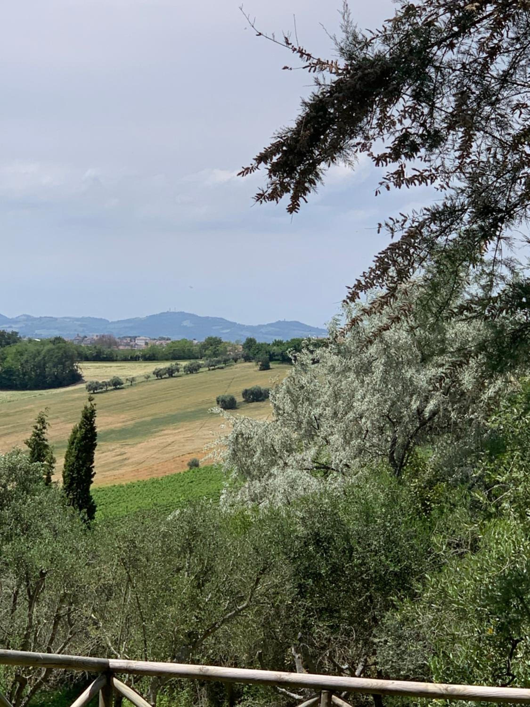 Il Lauro